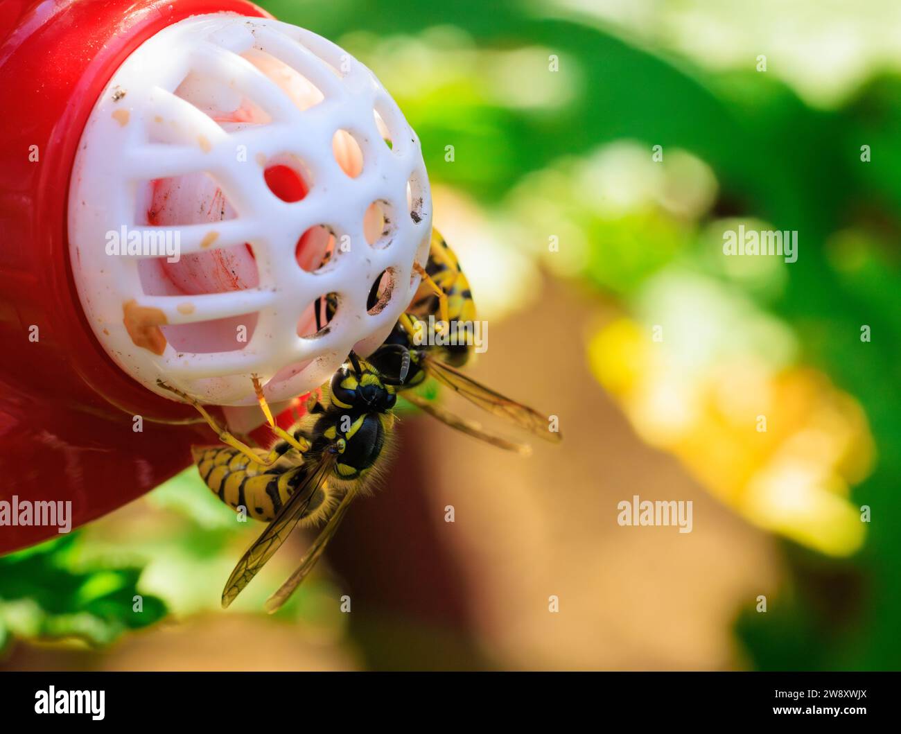 hair hires stock photography and images Alamy