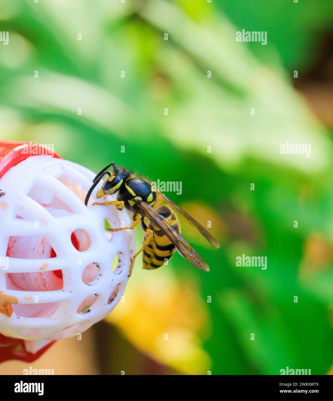 Close up of Yellow Jacket crawling and feeding on a hummingbird feeder
