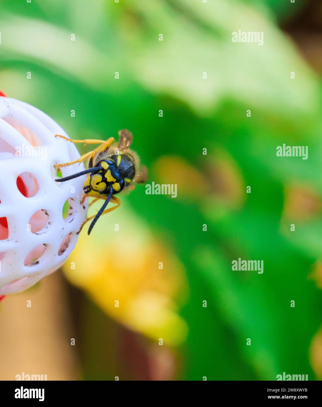 Close up of Yellow Jacket crawling and feeding on a hummingbird feeder