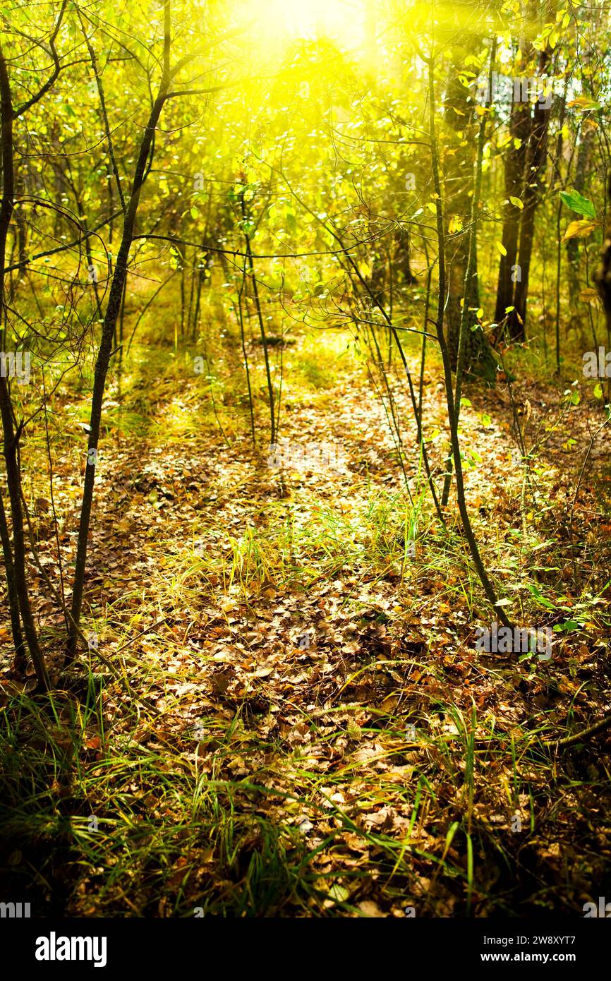 Dawn in the forest Stock Photo - Alamy