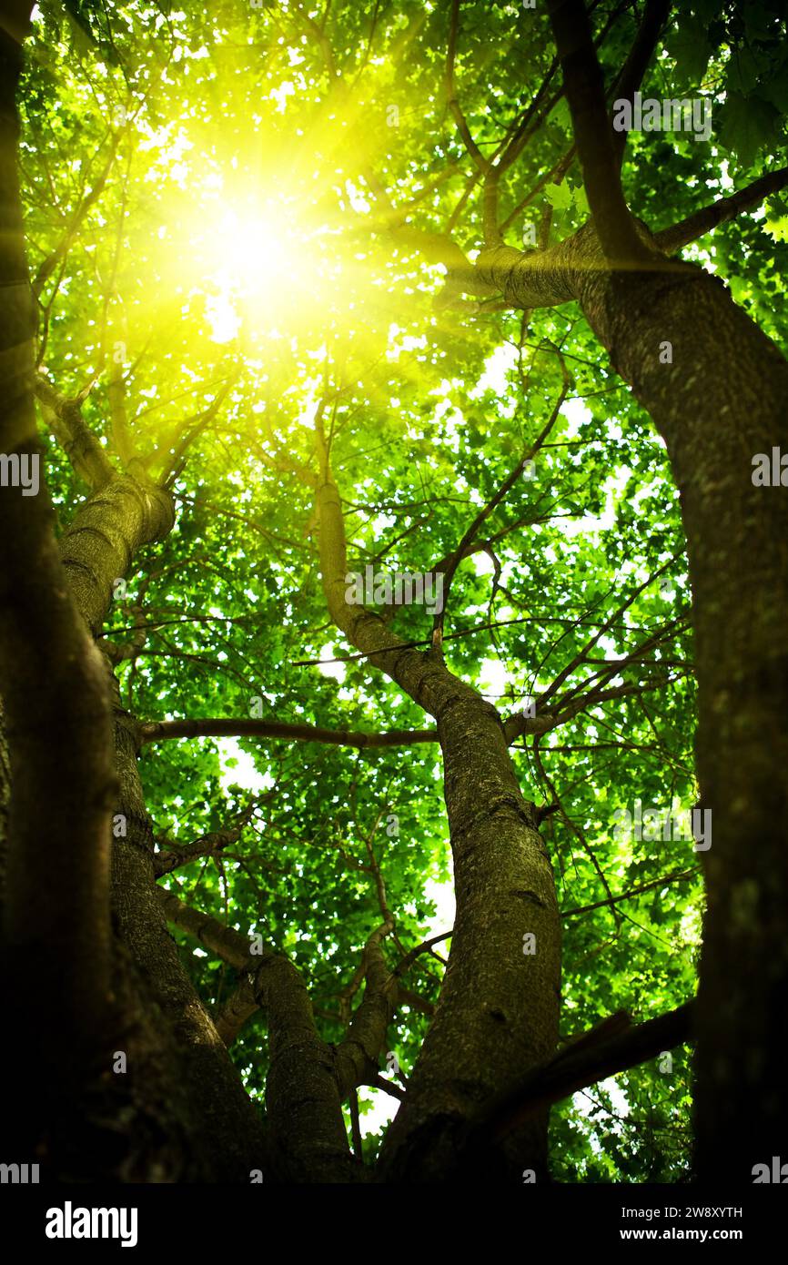 Crown of a tree with the sun shining through Stock Photo - Alamy