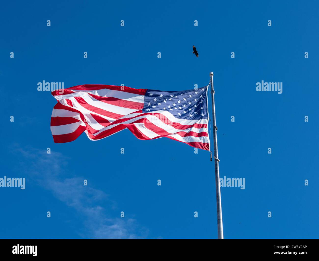 American flag, eagle, Big Cypress National Preserve, Everglades, North America, Florida, USA Stock Photo