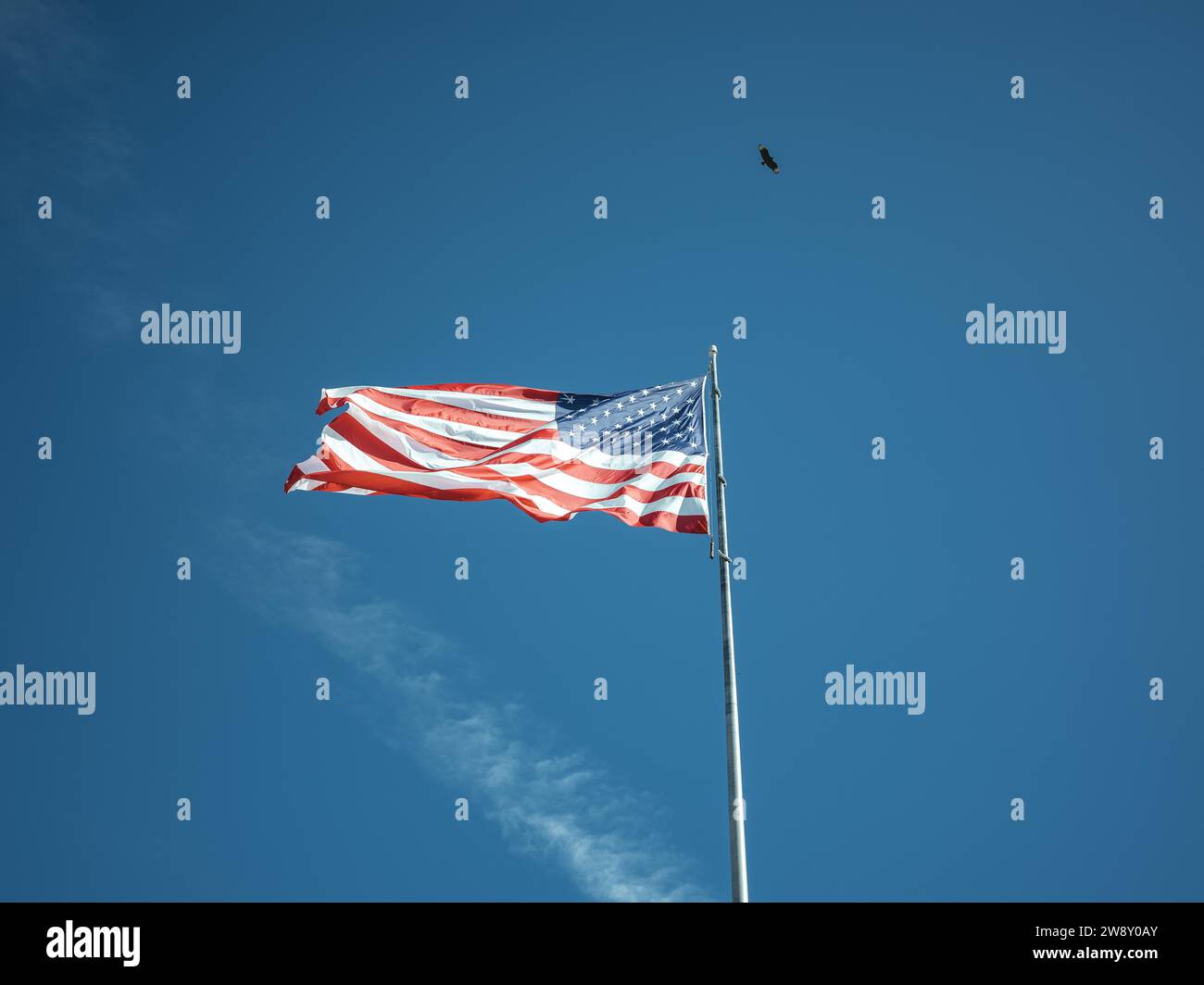 American flag, eagle, Big Cypress National Preserve, Everglades, North America, Florida, USA Stock Photo