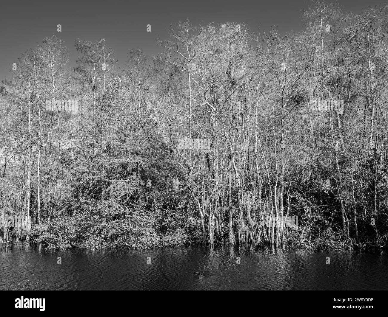 Big cypress swamp landscape Black and White Stock Photos & Images Alamy