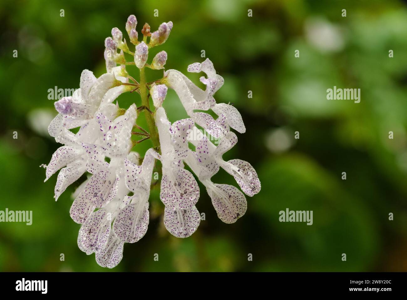 Close-up of a flower of the money plant (Plectranthus) verticillatus, with the background out of focus Stock Photo