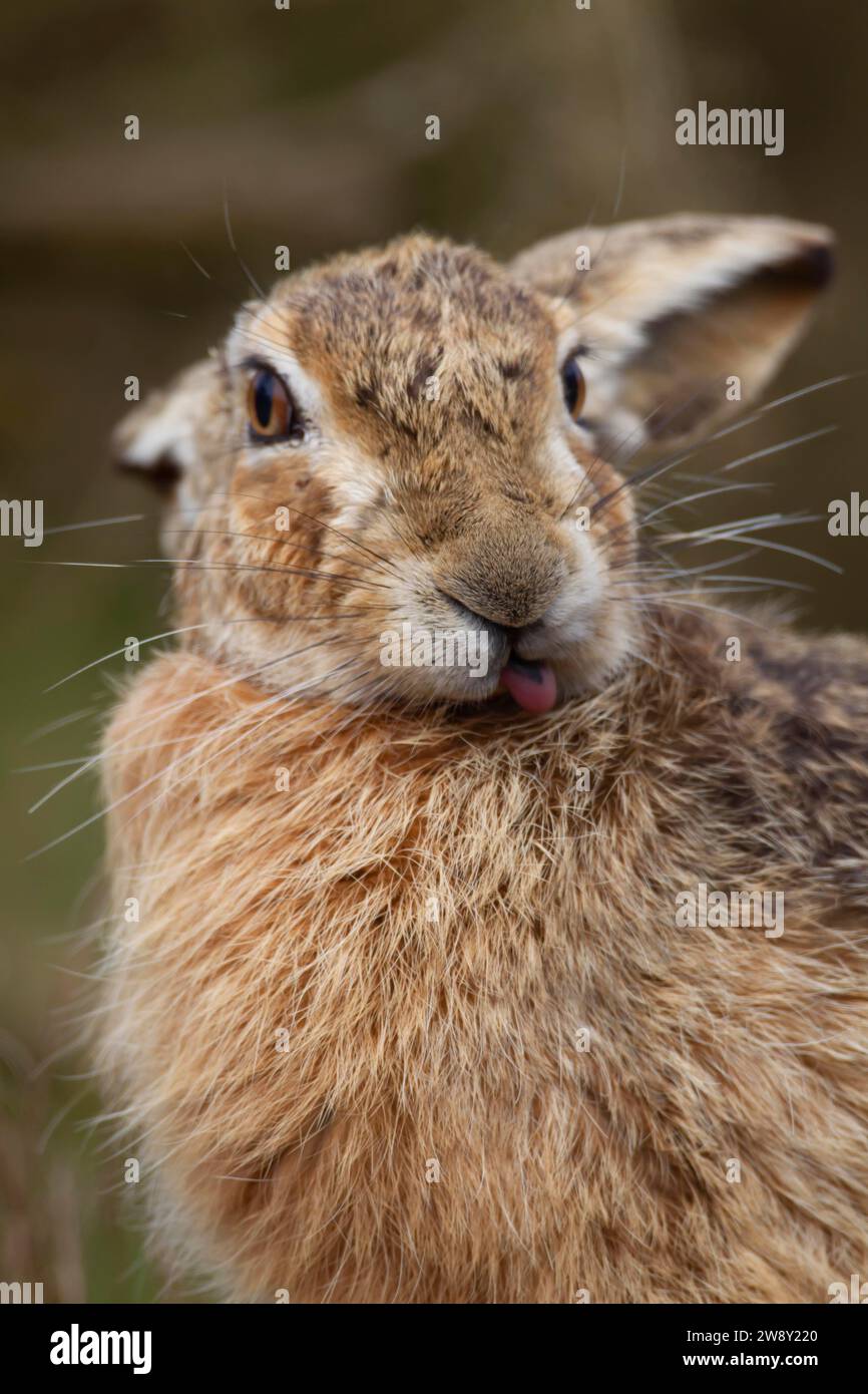 European brown hare (Lepus europaeus) adult animal washing its fur with its tongue, Suffolk, England, United Kingdom Stock Photo