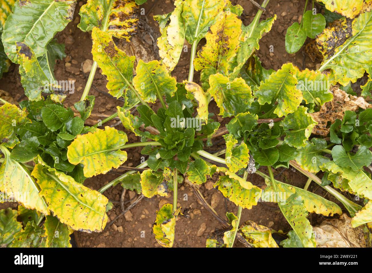 Sugar beet (Beta vulgaris) crop infected plants with virus yellows disease in an agricultural arable field, England, United Kingdom Stock Photo