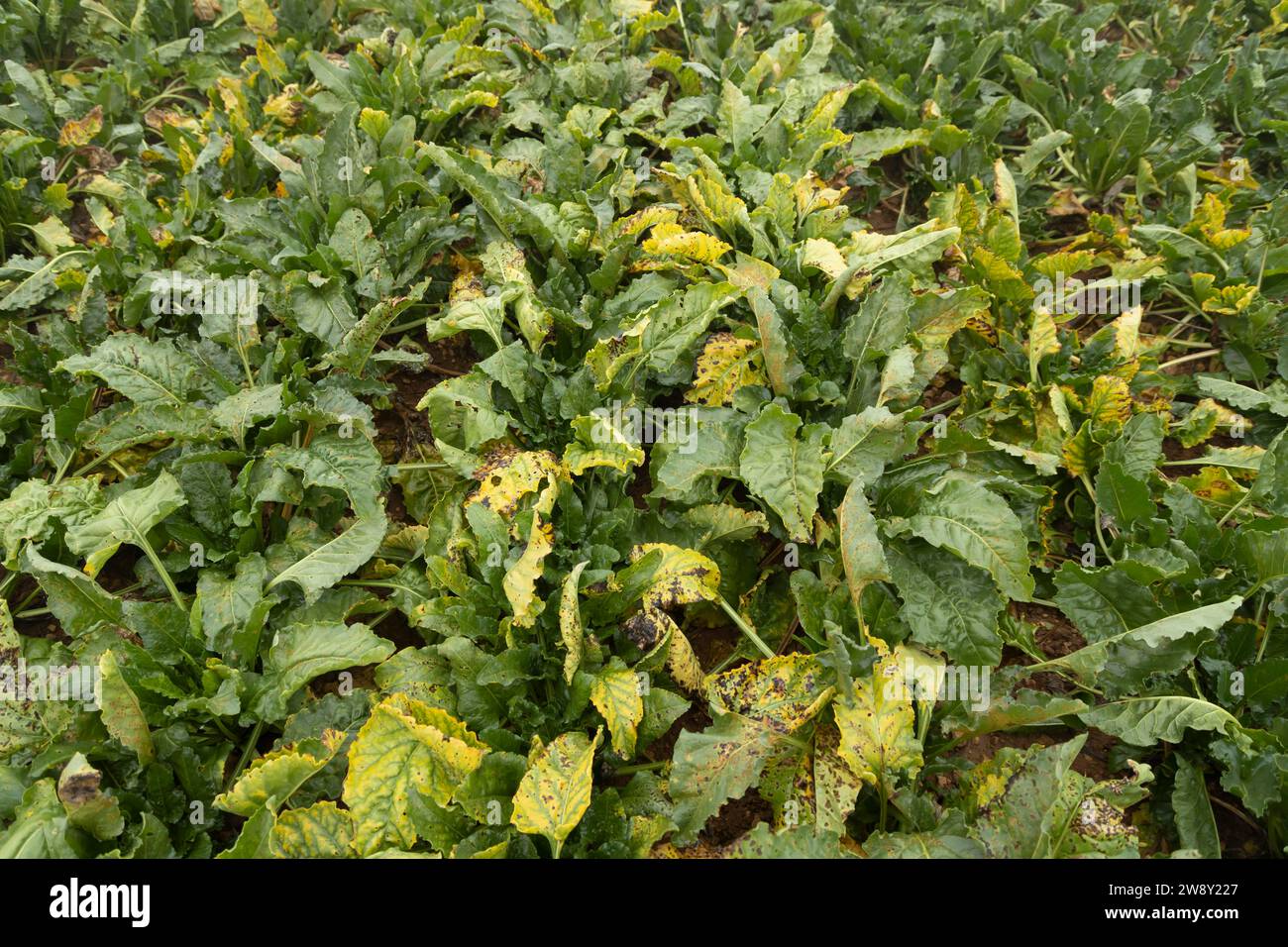 Sugar beet (Beta vulgaris) crop infected plants with virus yellows disease in an agricultural arable field, England, United Kingdom Stock Photo