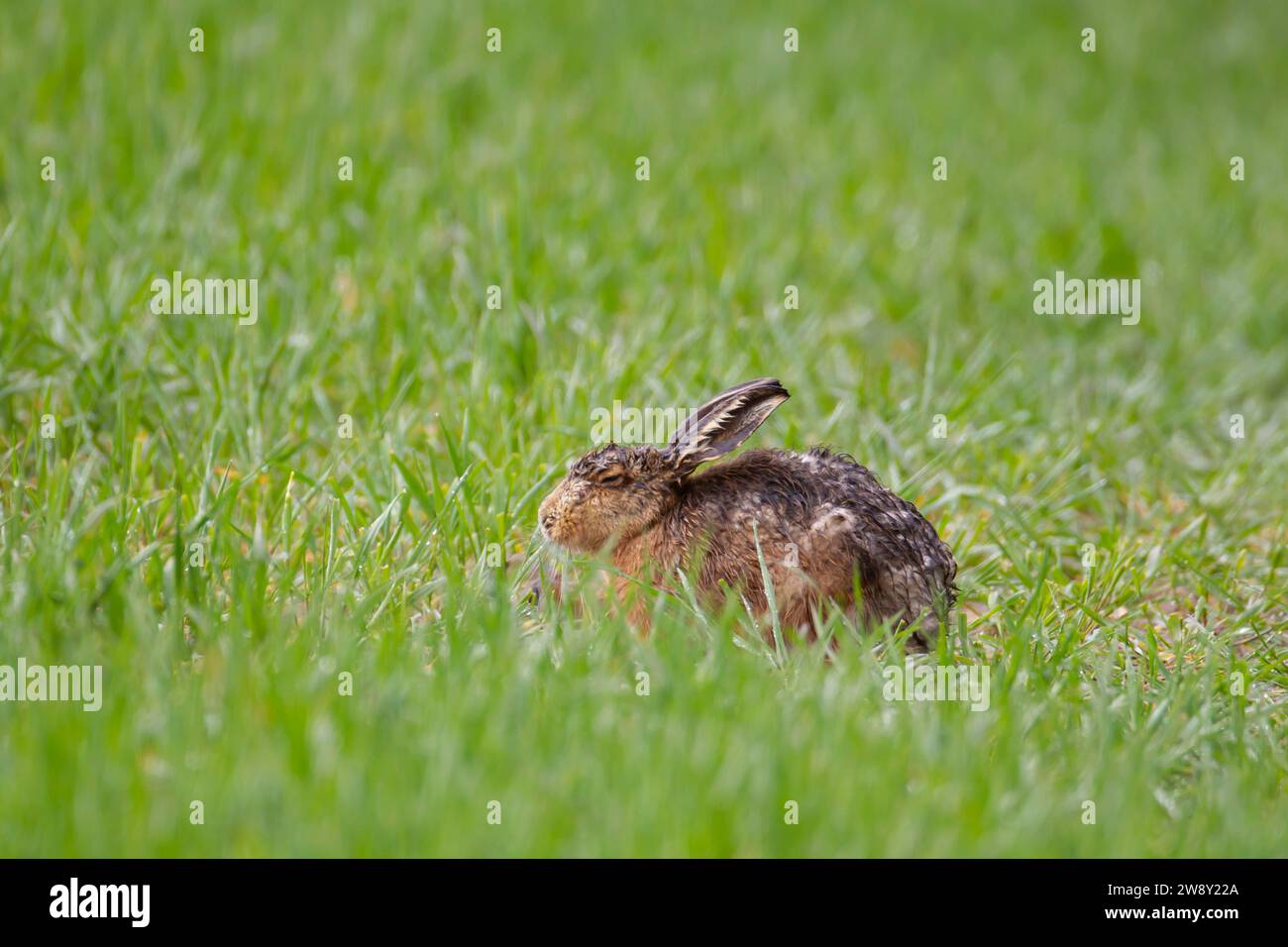 European brown hare (Lepus europaeus) adult animal soaking wet after a rain storm in a farmland cereal crop, Norfolk, England, United Kingdom Stock Photo