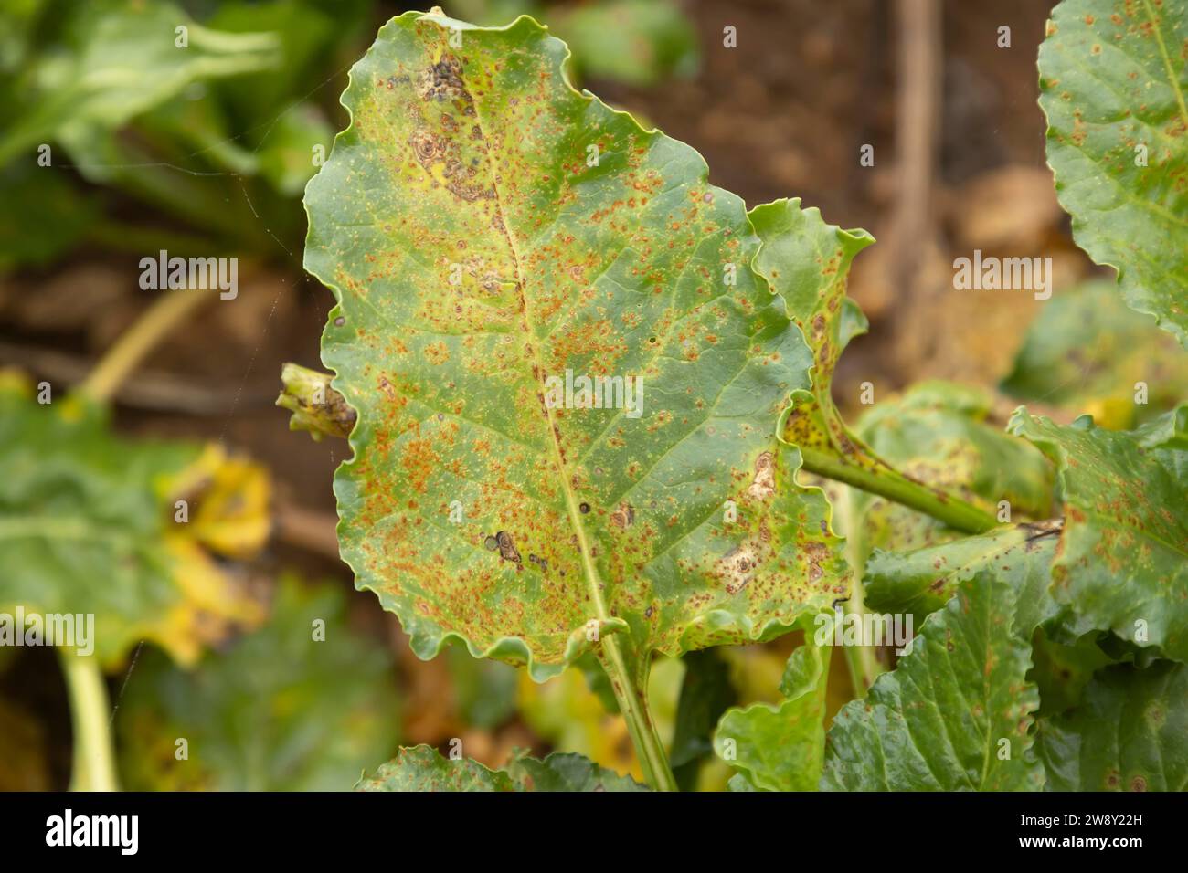 Sugar beet (Beta vulgaris) crop leaf infected with Rust (Uromyces beticola) foliar disease in an agricultural arable field, England, United Kingdom Stock Photo