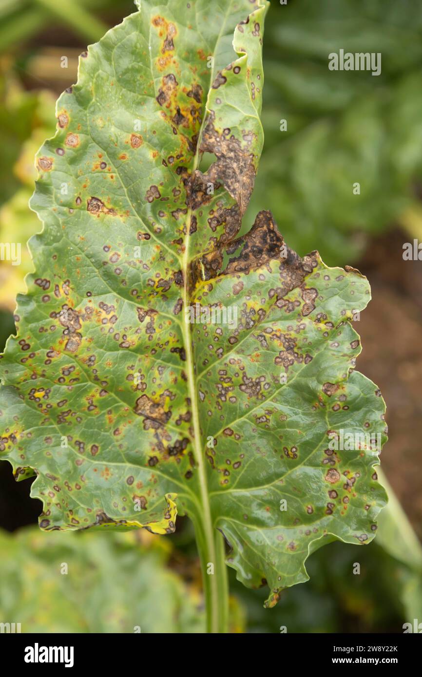 Sugar beet (Beta vulgaris) crop leaf infected with Cercospora (Cercospora beticol) leaf spot foliar disease in an agricultural arable field, England Stock Photo