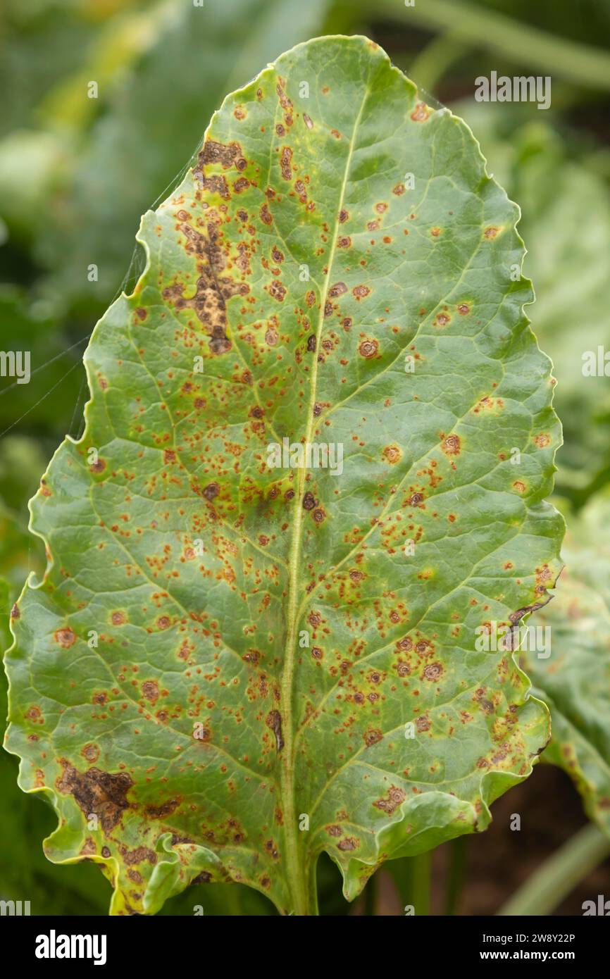 Sugar beet (Beta vulgaris) crop leaf infected with Rust (Uromyces beticola) folior disease in an agricultural arable field, England, United Kingdom Stock Photo