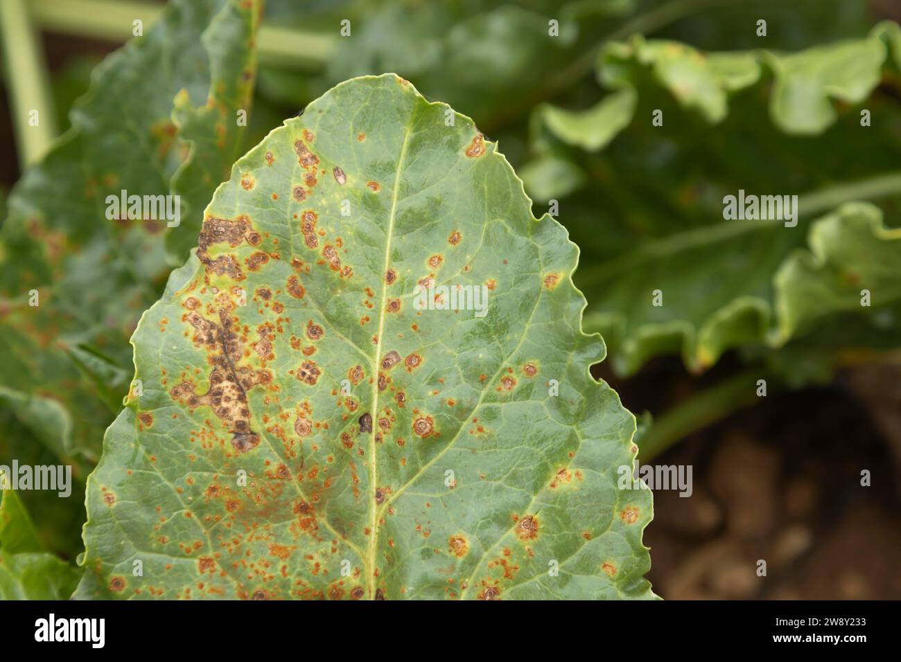 Sugar beet (Beta vulgaris) crop leaf infected with Rust (Uromyces beticola) foliar disease in an agricultural arable field, England, United Kingdom Stock Photo