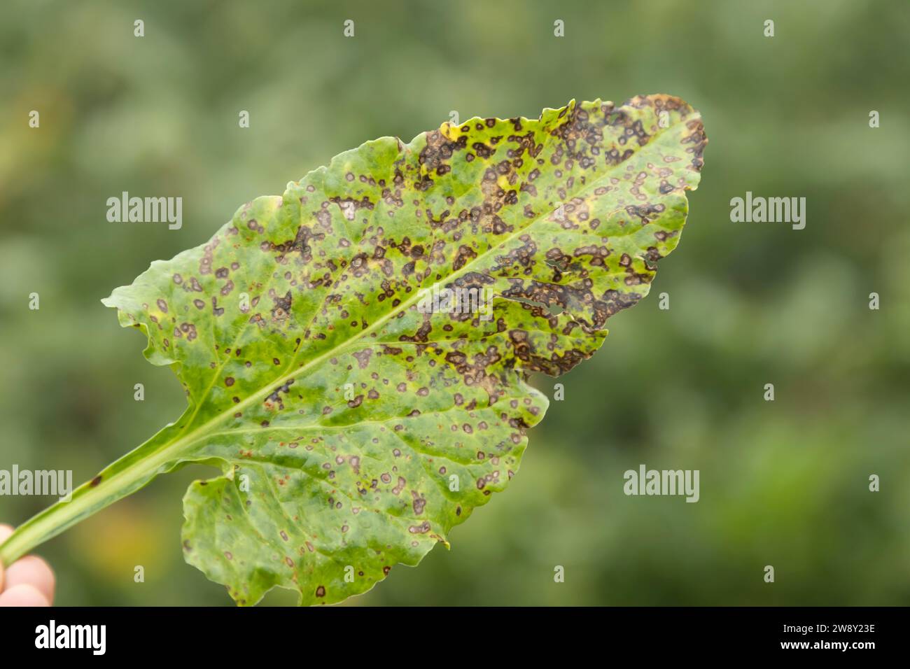 Sugar beet (Beta vulgaris) crop leaf infected with Cercospora (Cercospora beticol) leaf spot foliar disease in an agricultural arable field, England Stock Photo