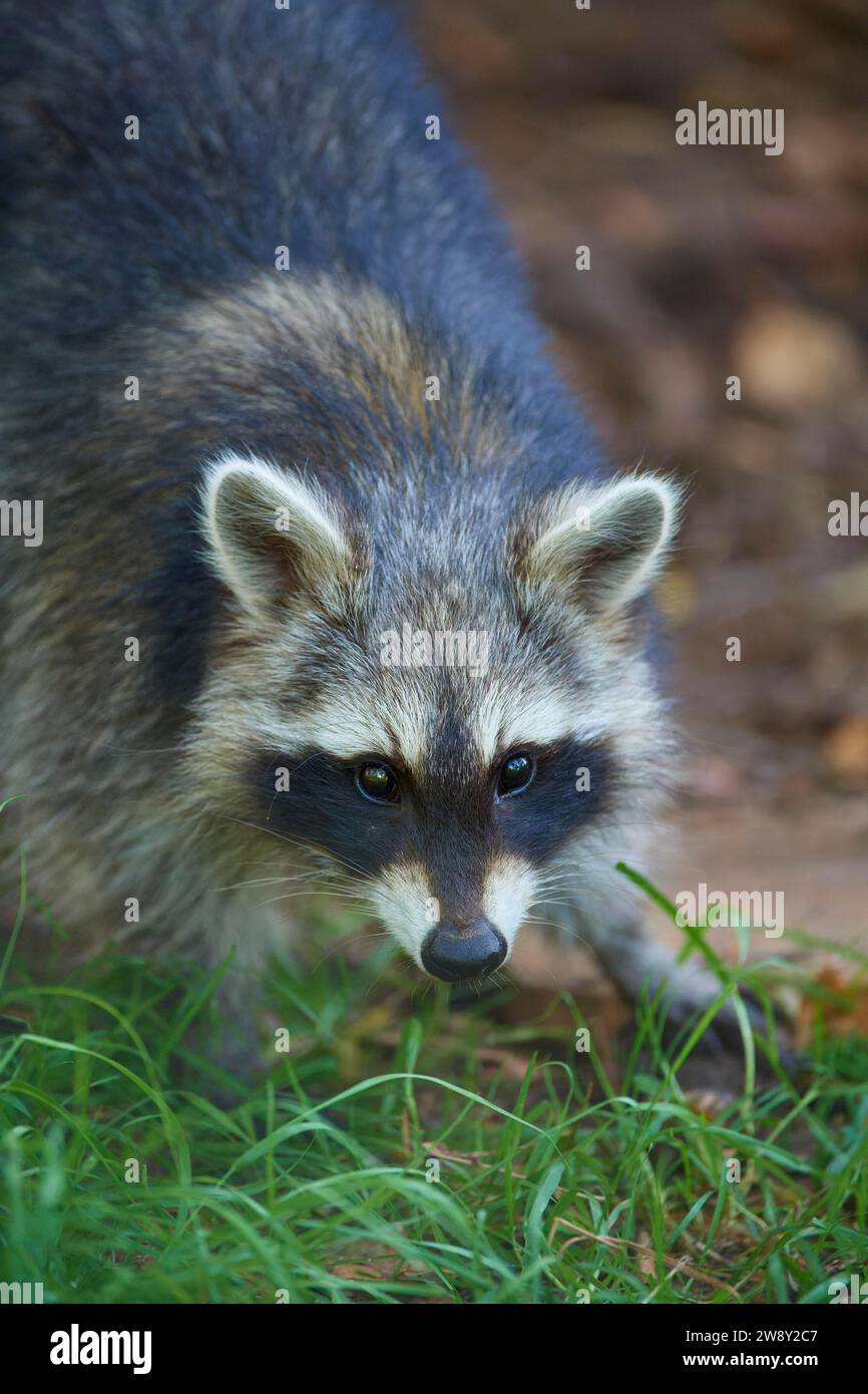 Raccoon (Procyon lotor), on the ground in the forest, portrait, Hesse ...