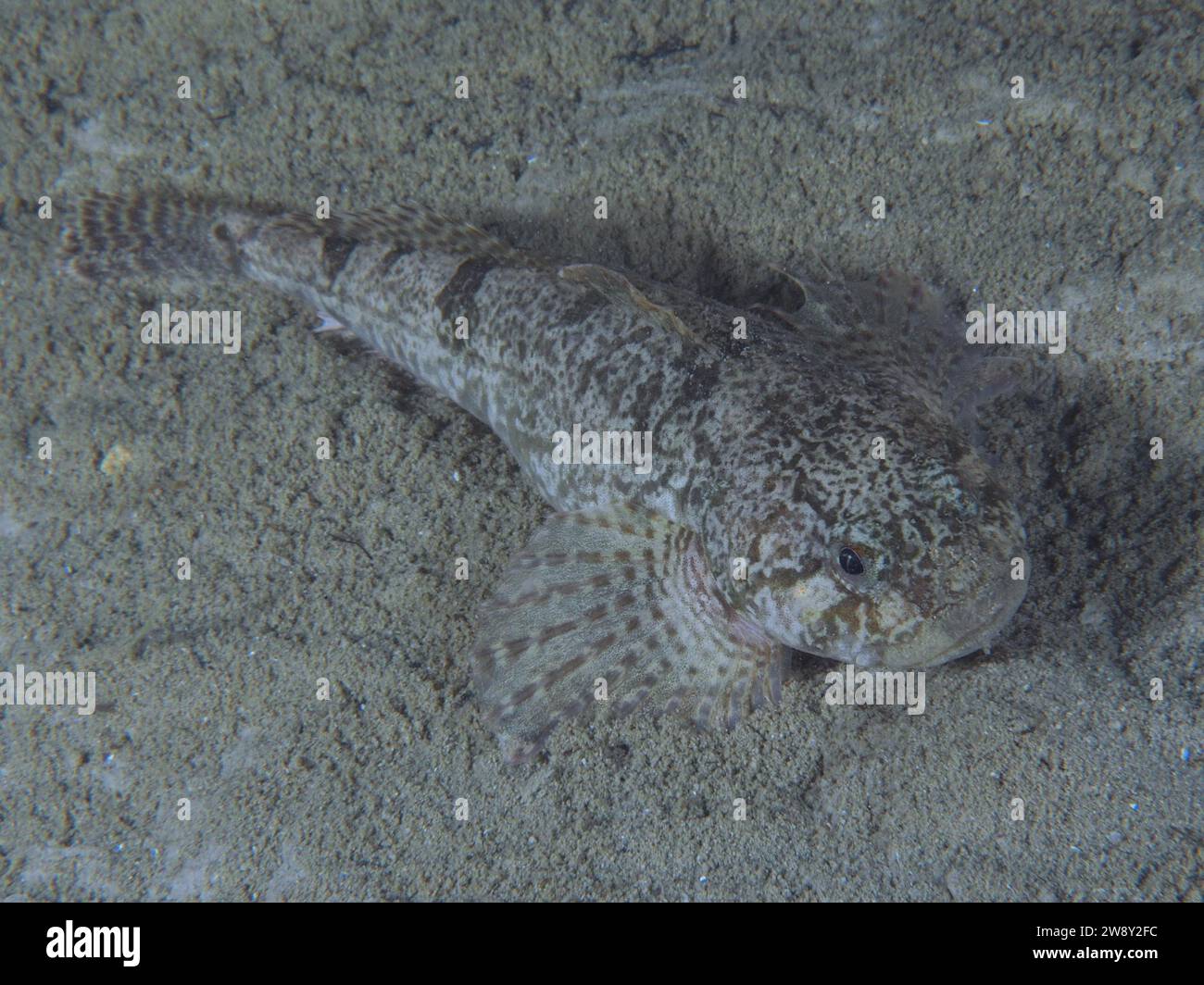 bullhead, bullhead, snothead, western bullhead, bullhead, millhead ...