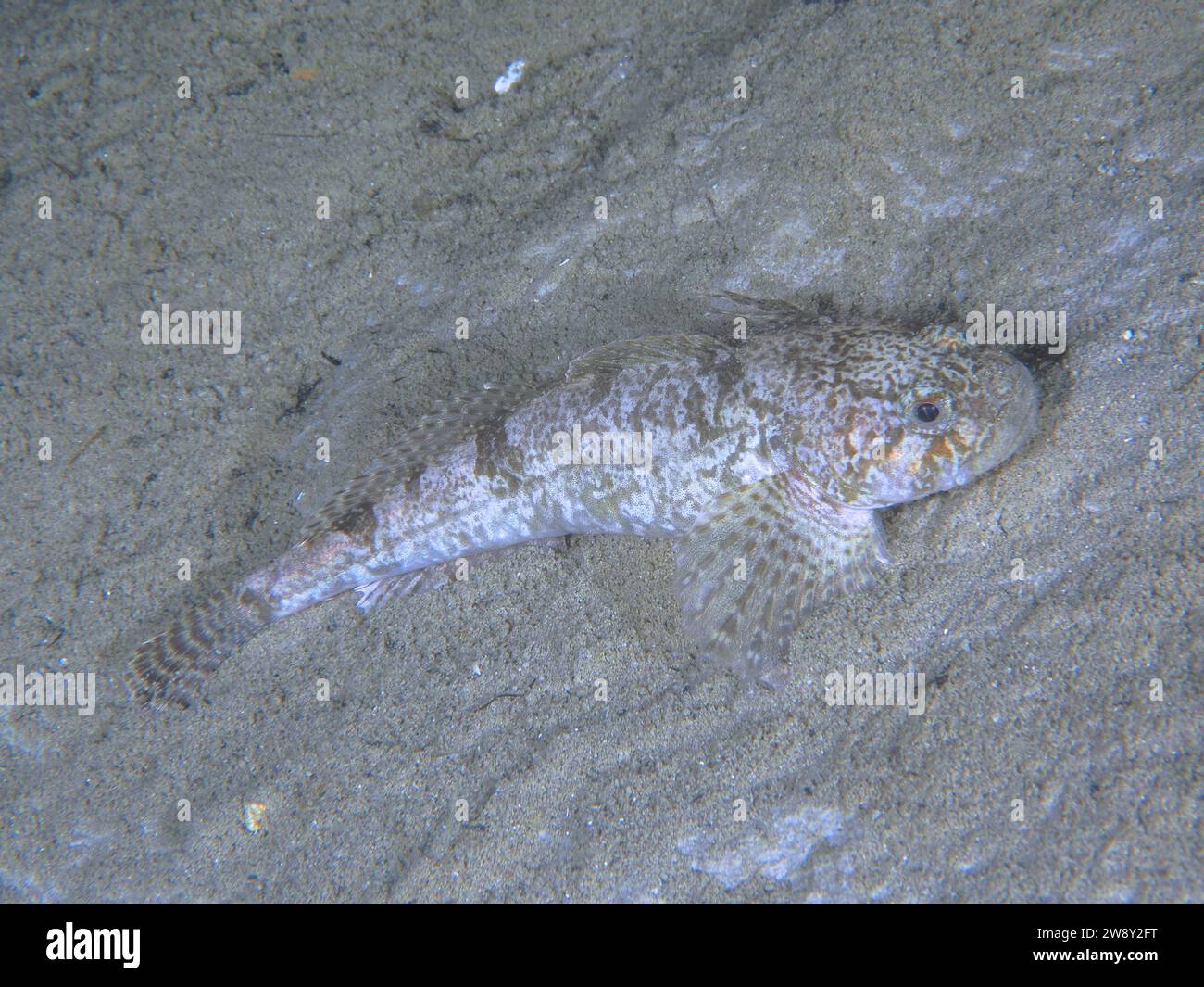 Millhead bullhead, bullhead, snothead, western bullhead, bullhead, millhead ...
