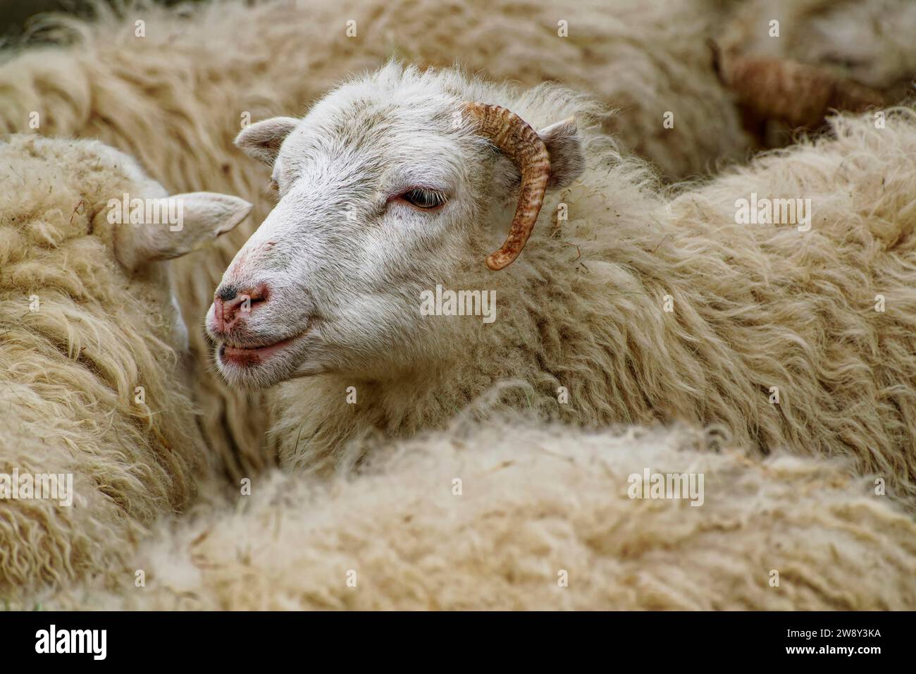 Skudde, endangered livestock breed, sheep breed, on the Red List, captive, original origin East Prussia and Baltic States Stock Photo