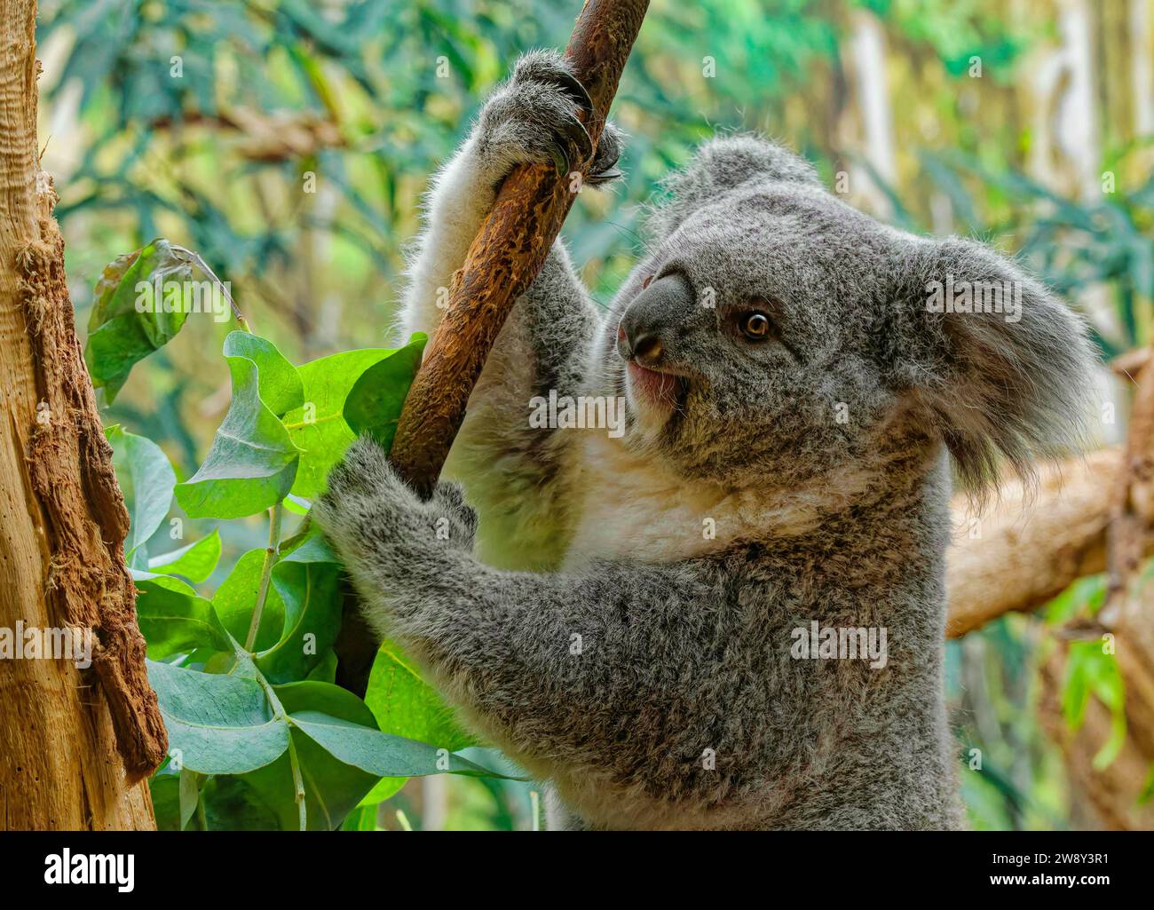 Animal portrait, koala (Phascolarctos cinereus), marsupial mammal