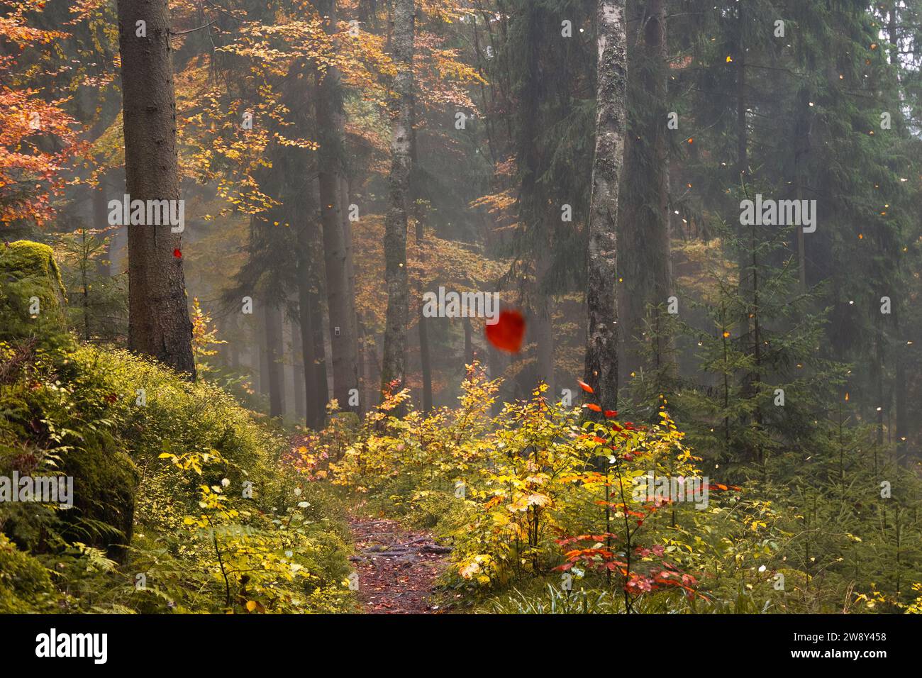 in einem herbstlichen Wald fallen bunte Blätter von den Bäumen, Dunst im Morgenlicht eines Herbstwaldes Stock Photo