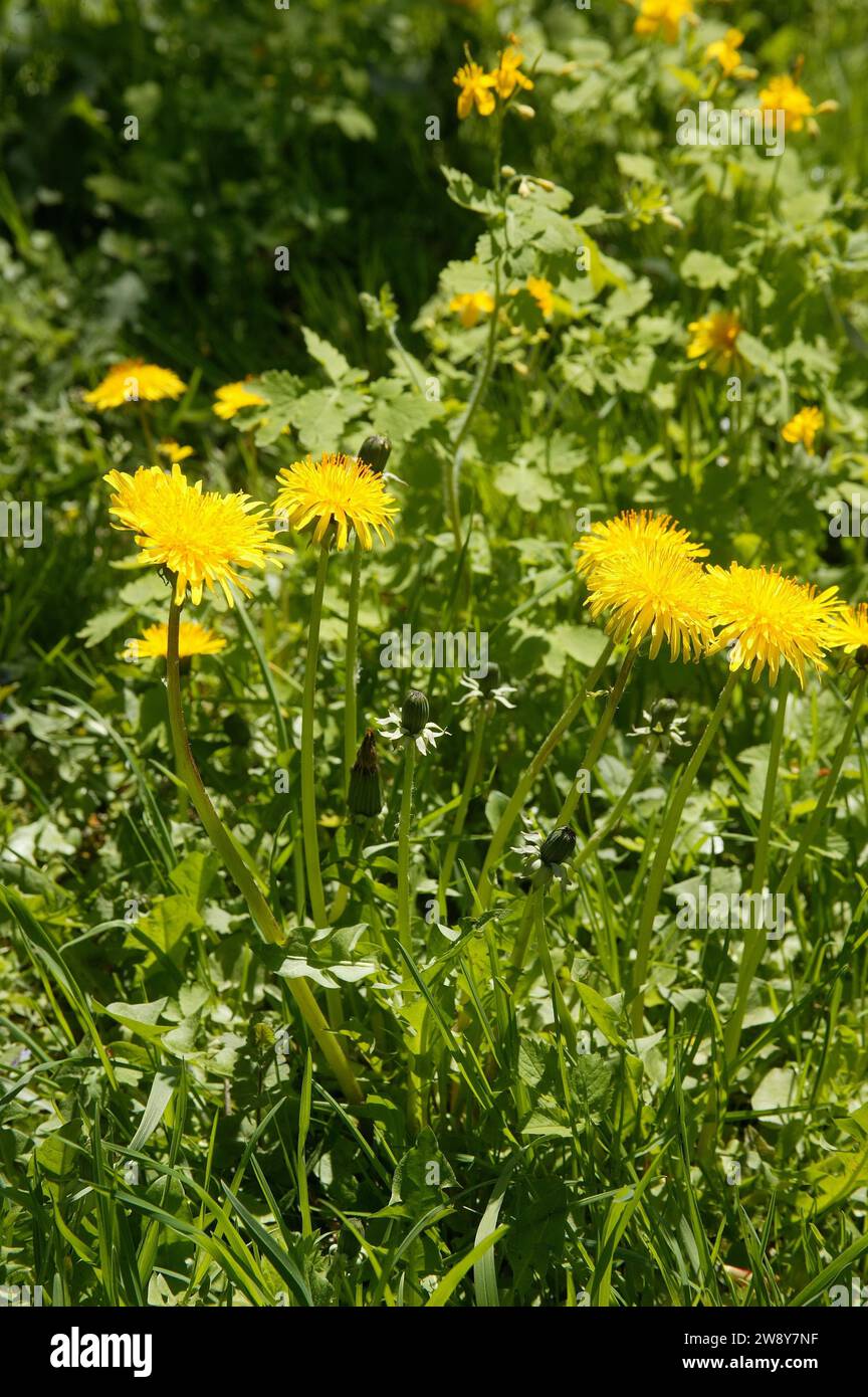 The common dandelion (Taraxacum) is a group of very similar and closely related plants in the dandelion genus of the Asteraceae family. These plants Stock Photo