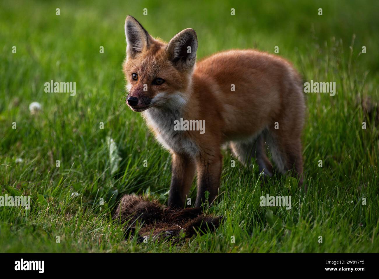 A young red fox with a dead ground hog at it's feet,  Vulpes vulpes Stock Photo