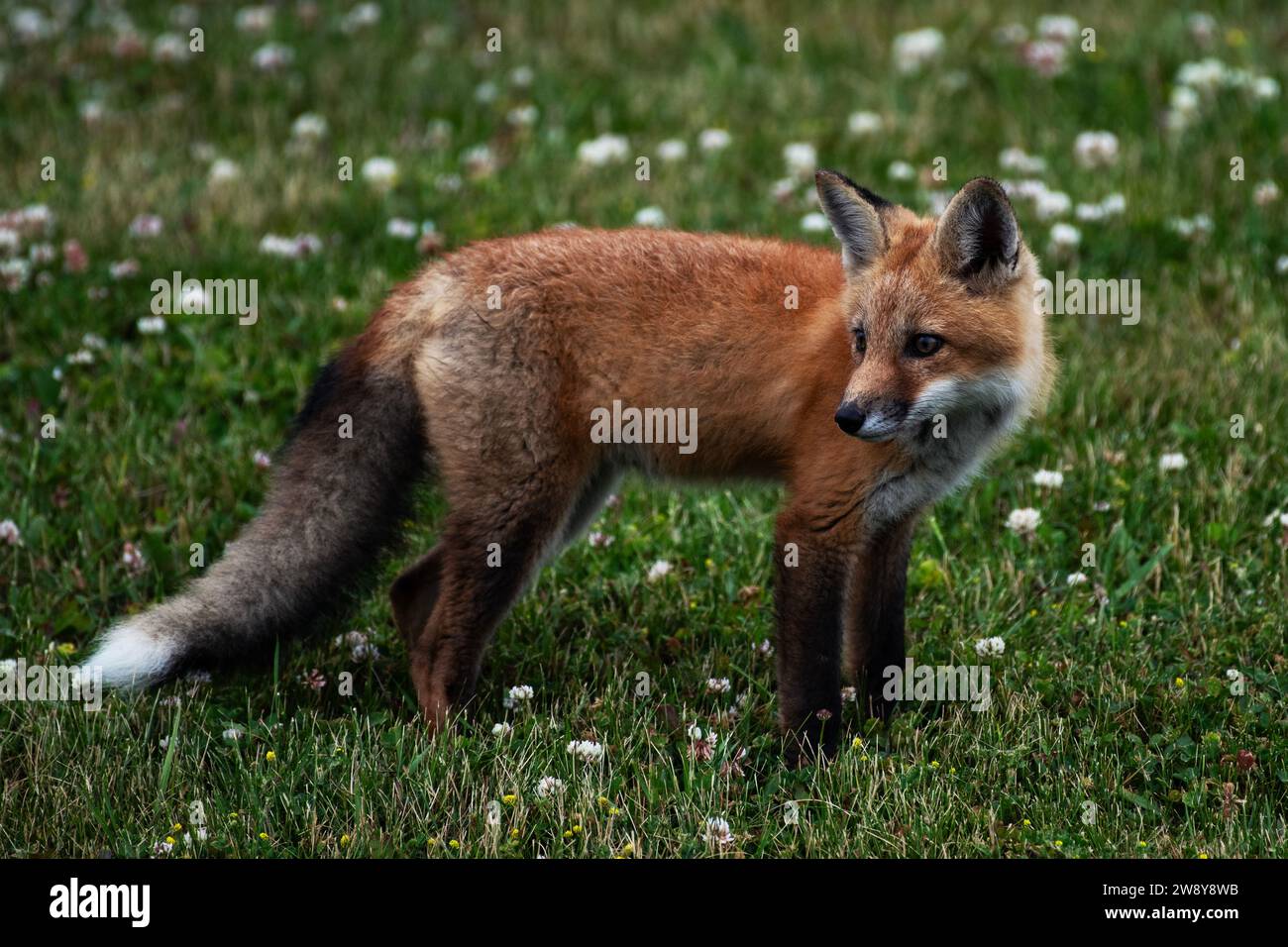 A young red fox in a grassy field, Vulpes vulpes Stock Photo - Alamy