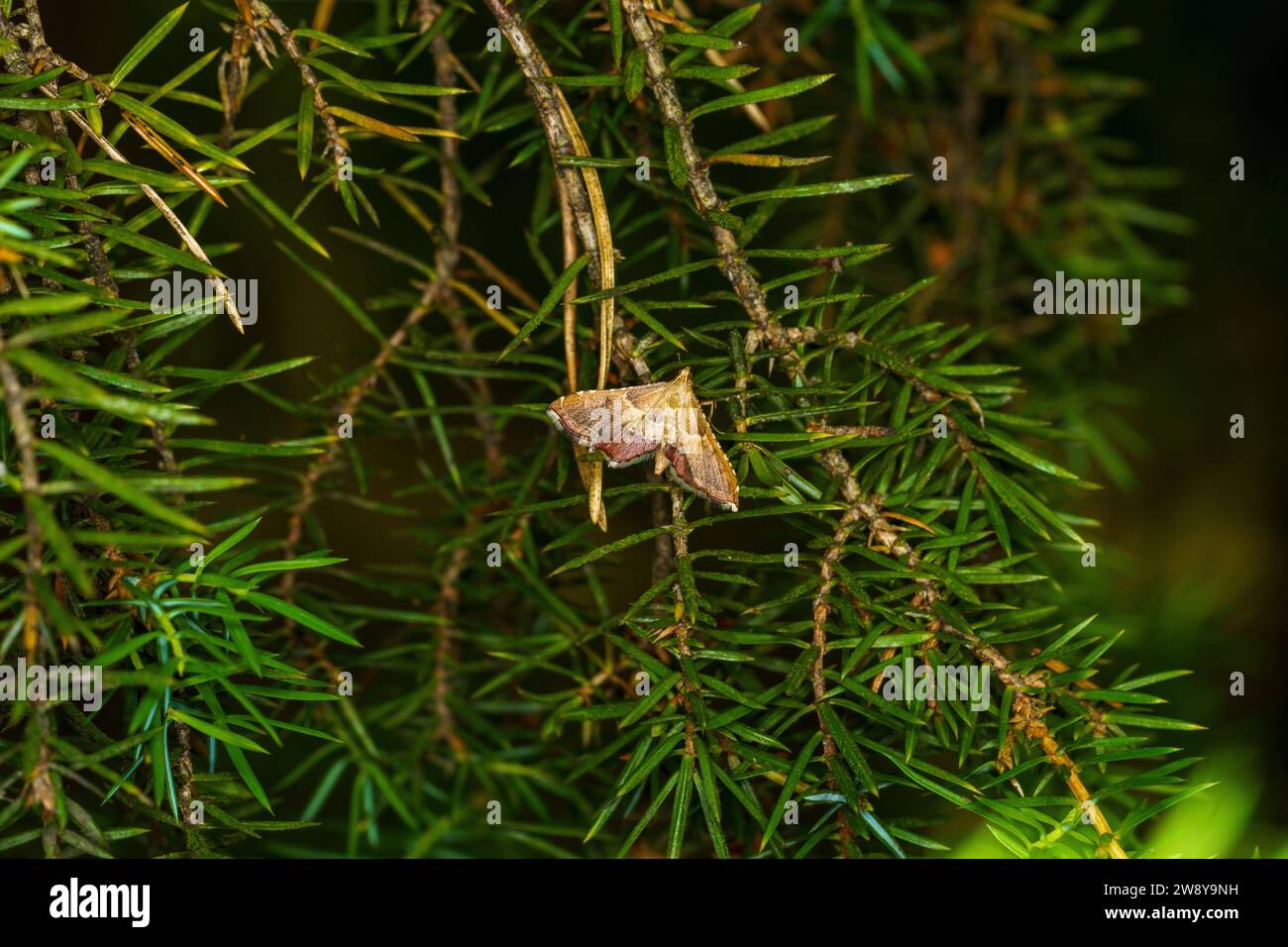 Endotricha flammealis Family Pyralidae Genus Endotricha Rosy tabby Rose-flounced tabby moth wild nature insect wallpaper, picture, photography, pictur Stock Photo