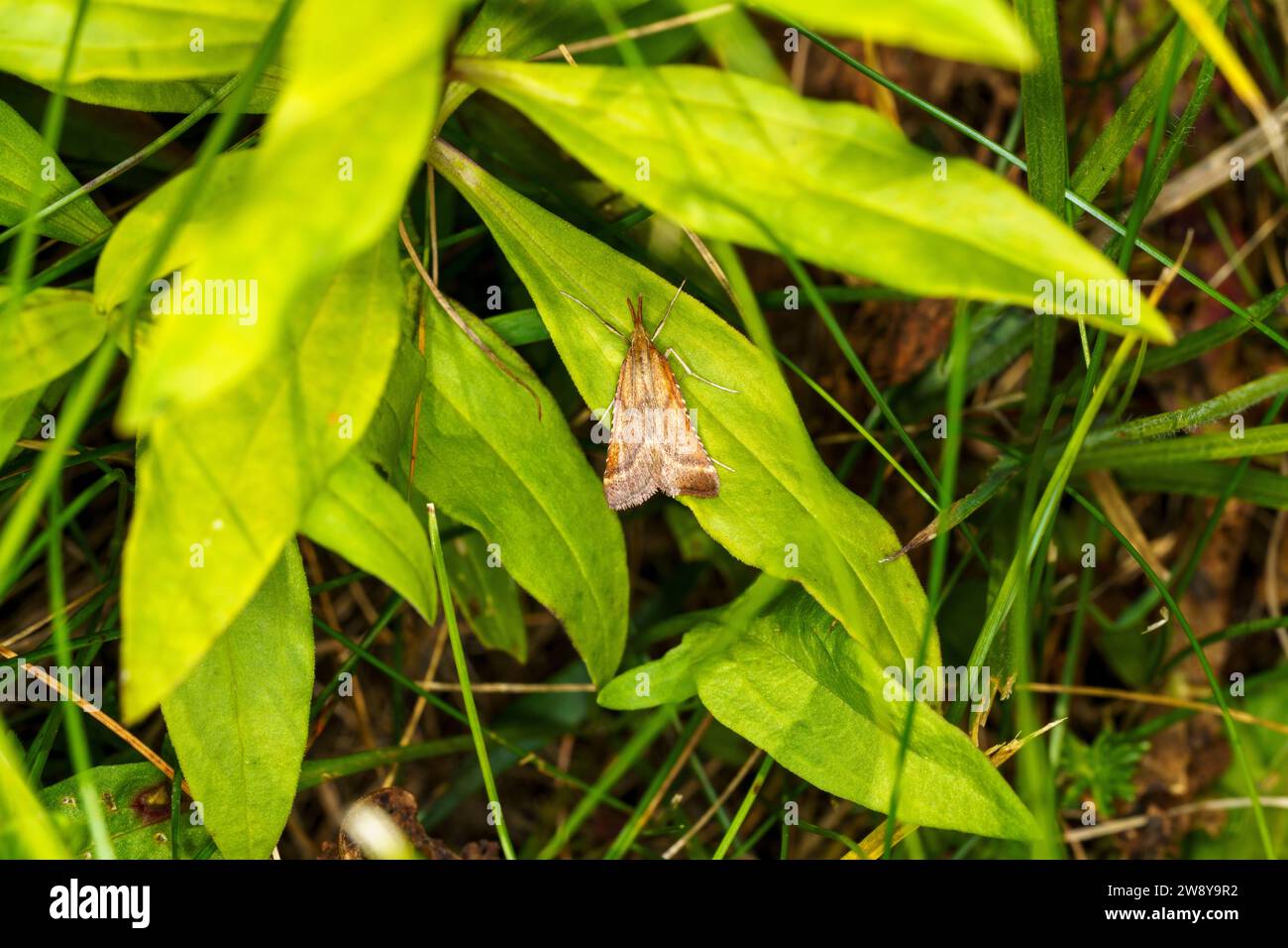 Endotricha flammealis Family Pyralidae Genus Endotricha Rosy tabby Rose-flounced tabby moth wild nature insect wallpaper, picture, photography, pictur Stock Photo