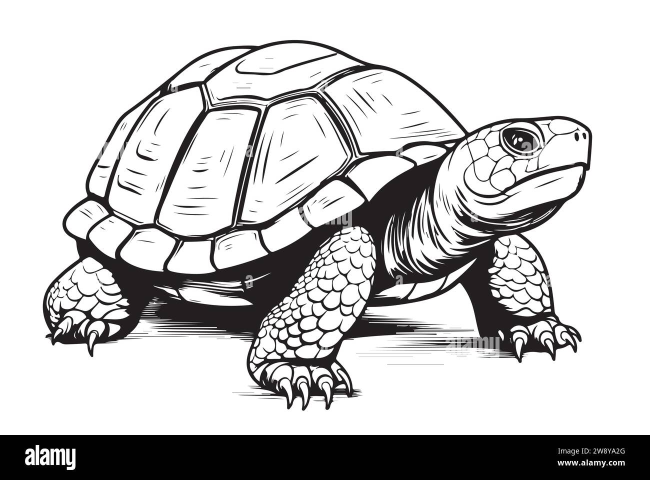 Desert Tortoise hand drawing vector illustration isolated on white background Reptile Stock Vector