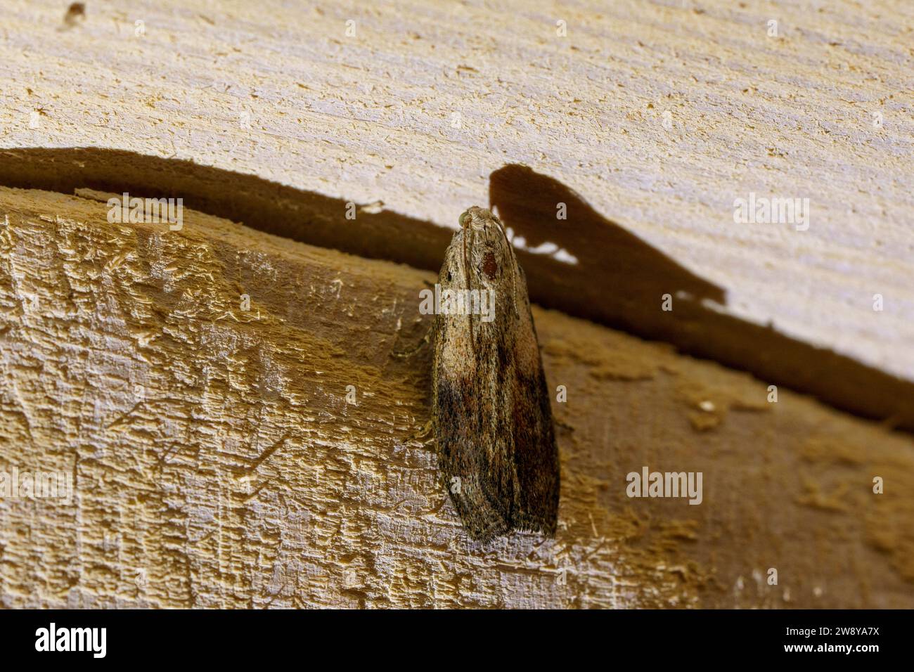 Aphomia sociella Family Pyralidae Genus Aphomia Bee moth wild nature insect wallpaper, picture, photography Stock Photo