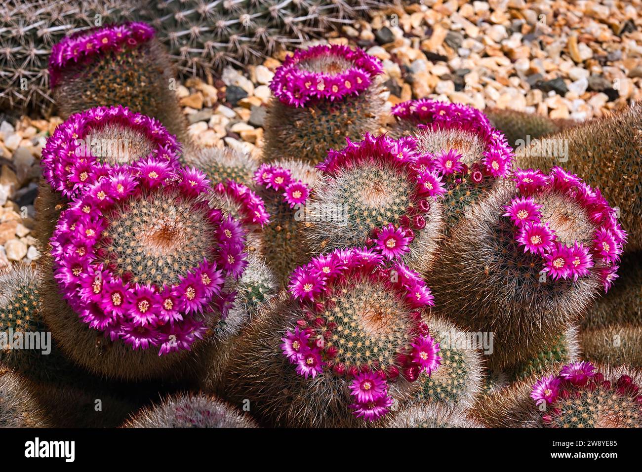 Mammillaria spinosissima, cactaceae. Ornamental succulent plant. rare cactus. Stock Photo