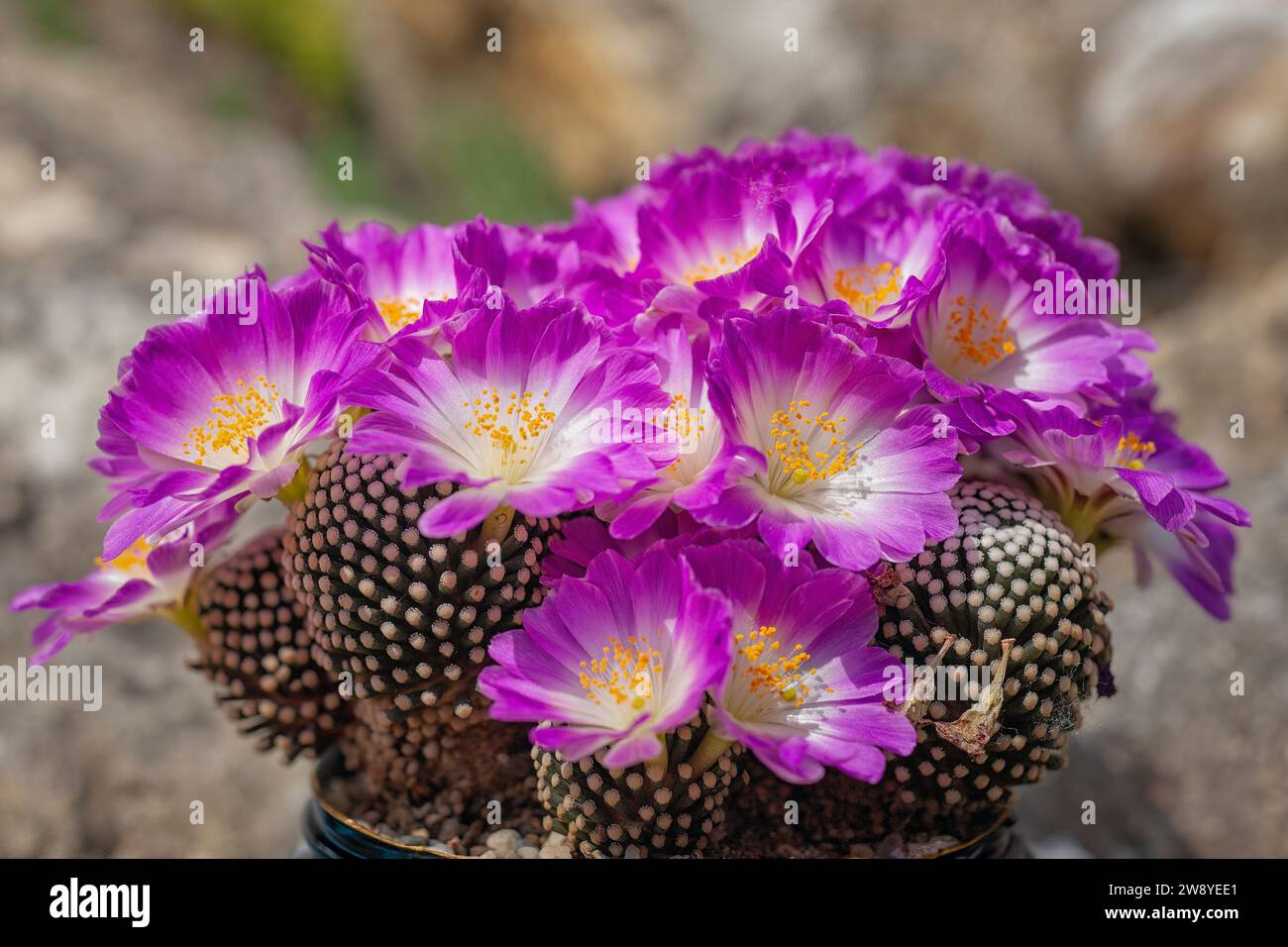Rare species of cactus, Mammillaria luethyi,  endemic to Coahuila in Mexico. Stock Photo