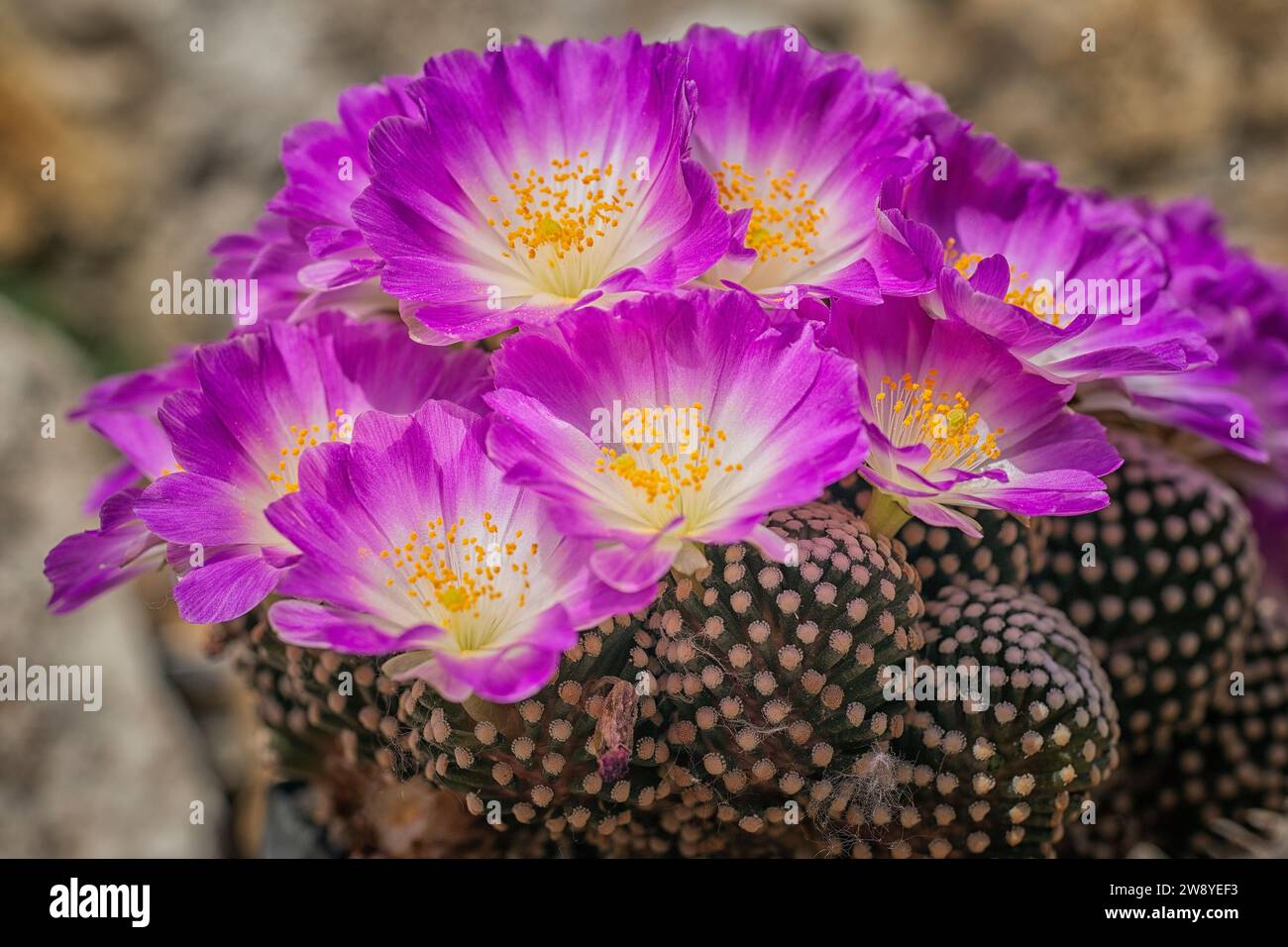 Rare species of cactus, Mammillaria luethyi,  endemic to Coahuila in Mexico. Stock Photo