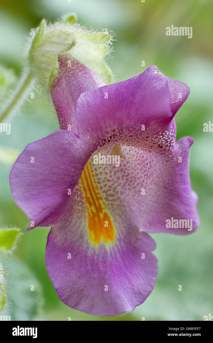 Devil's claw or unicorn-plant (Proboscidea louisianica), Martyniaceae. large annual herb from north america. purple flower. sticky glandular plant, pr Stock Photo