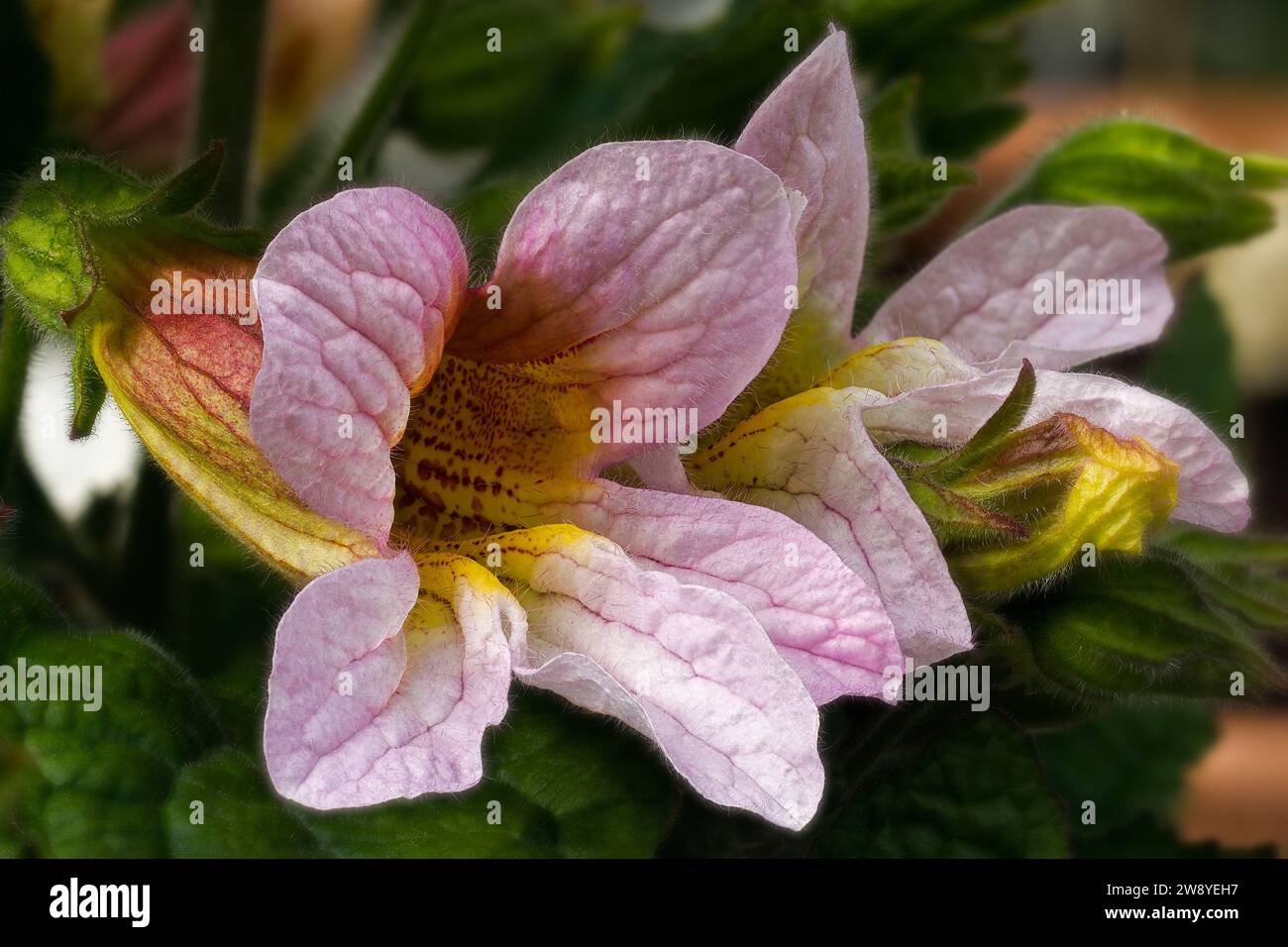 Chinese Foxglove (Rehmannia henryi, Orobancaceae). decorative ornamental plant, garden background Stock Photo