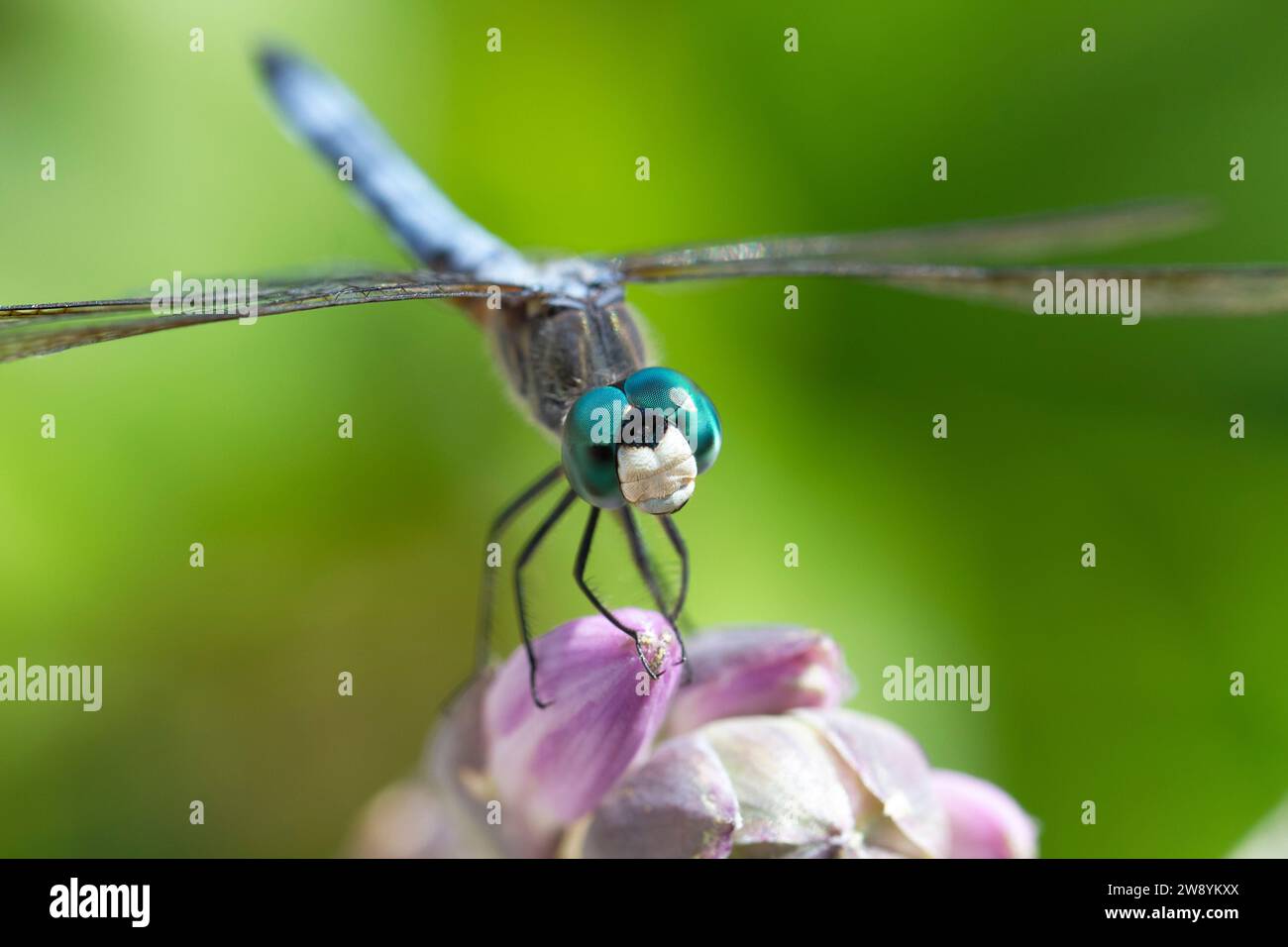 Dragonfly on the top of the pink flower looks in the camera smiling. Green background. Detailed eyes. Stock Photo