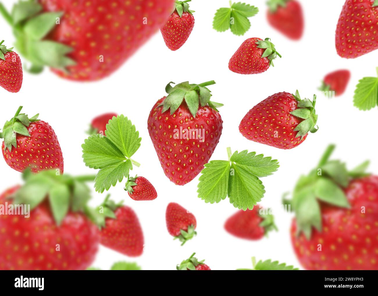 Fresh ripe strawberries and green leaves falling on white background ...