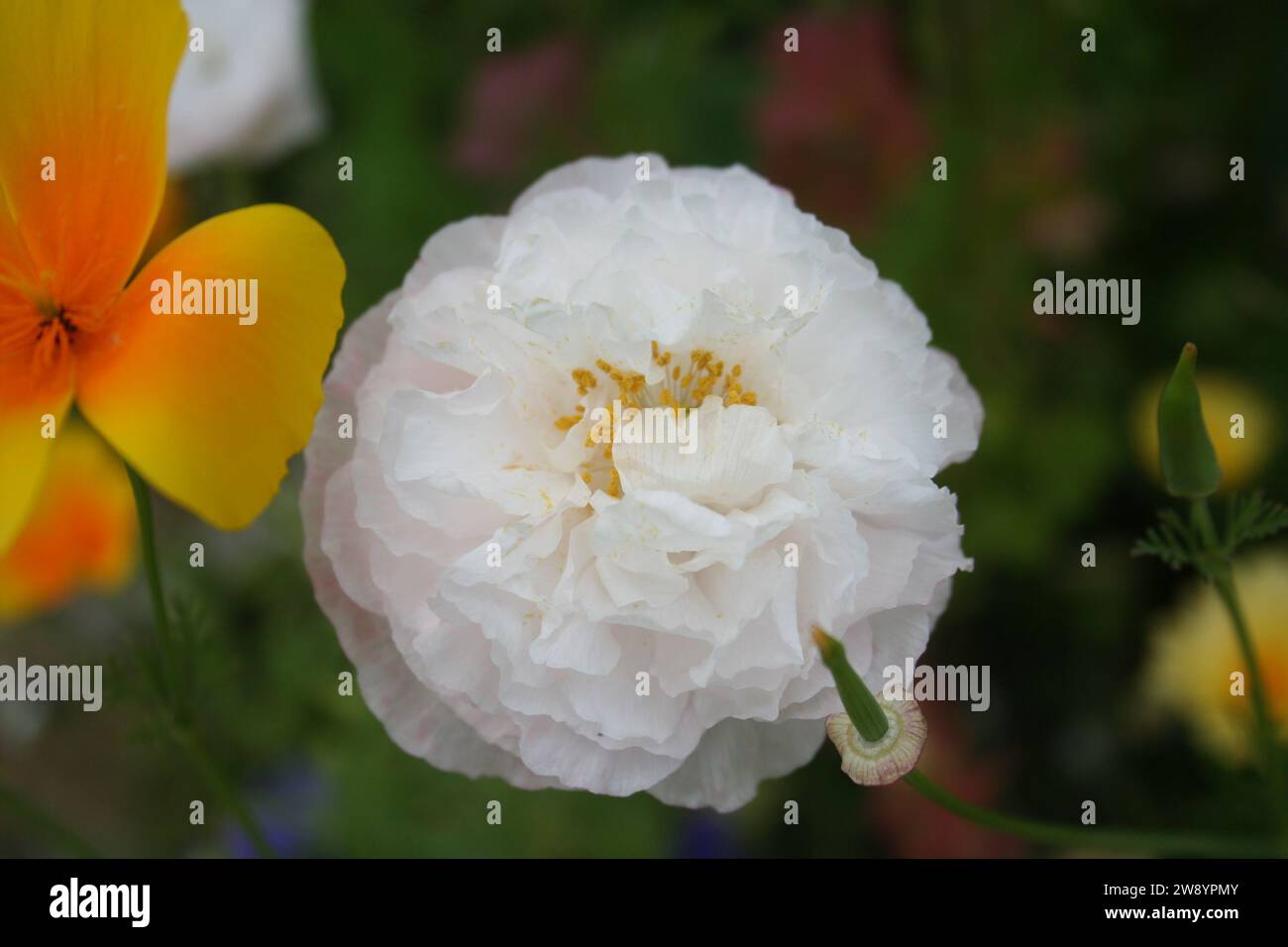 medium close up of white poppy flower Stock Photo