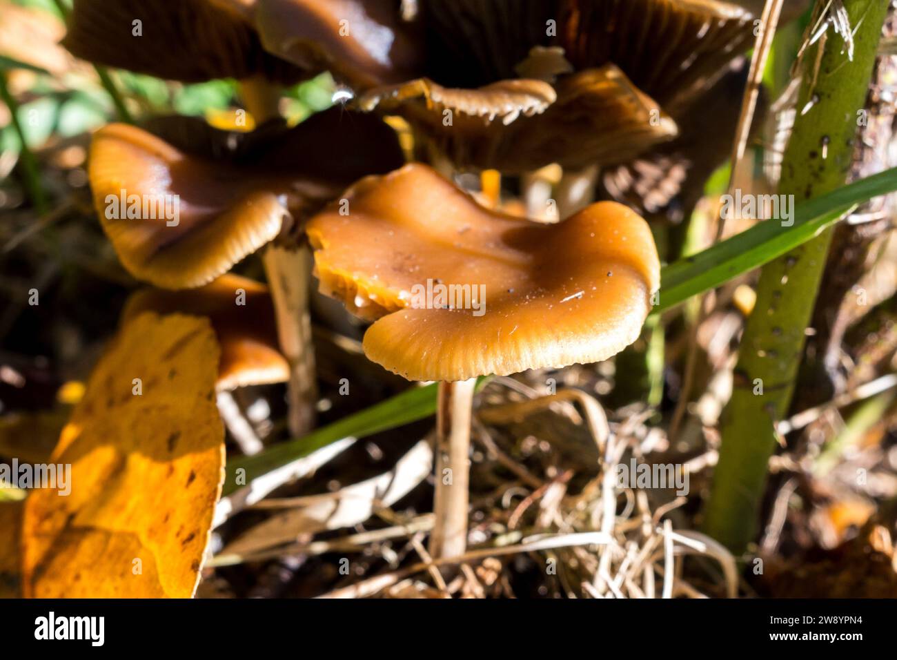 Psilocybe Cyanescens Magic Mushrooms growing in wood chips Stock Photo