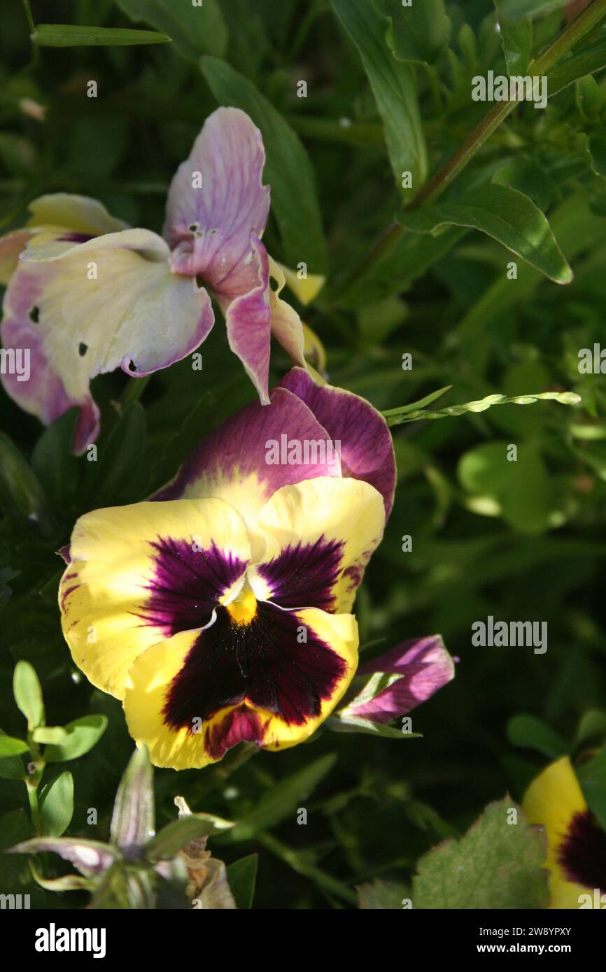 Large face open face pansy hi-res stock photography and images - Alamy