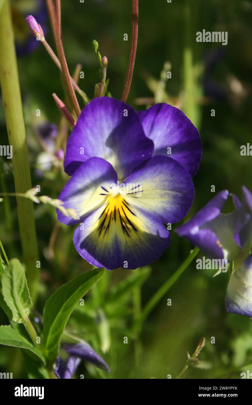 Close up of a blue, yellow and purple wing viola flower Stock Photo