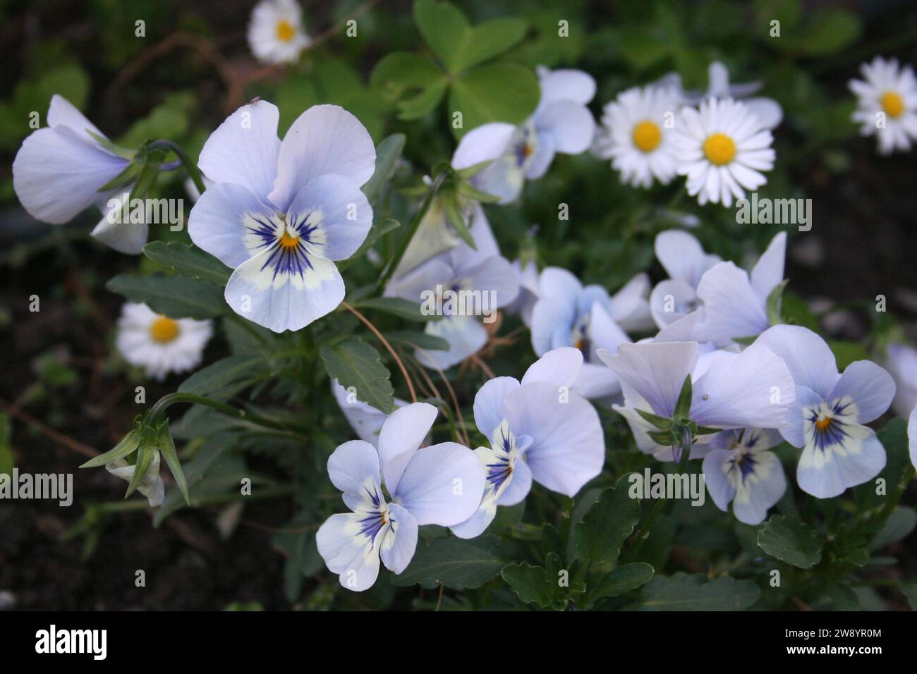 medium shot of a variety of flowers including a sky blue viola and traditional white garden daisy Stock Photo