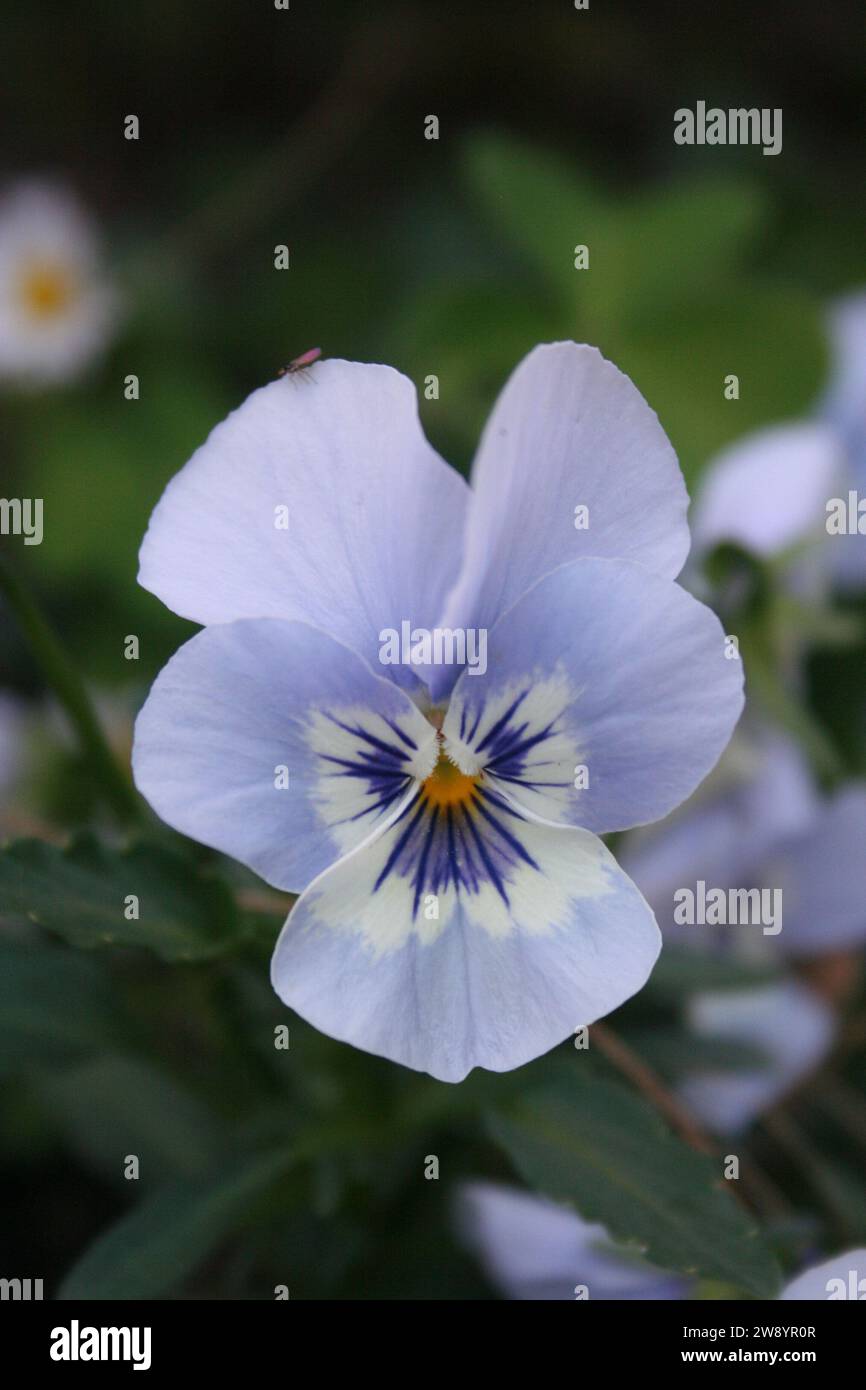 close up of a sky-blue viola flower face with a small insect visible Stock Photo