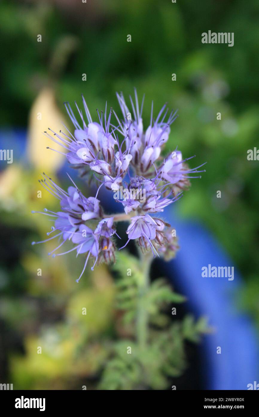 Lilac phacelia fairy lace flower in a garden with a blurred garden background Stock Photo