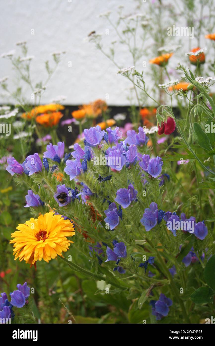 wide shot of gardenflower closeup with yellow calendula and purple dracocephalum in front Stock Photo