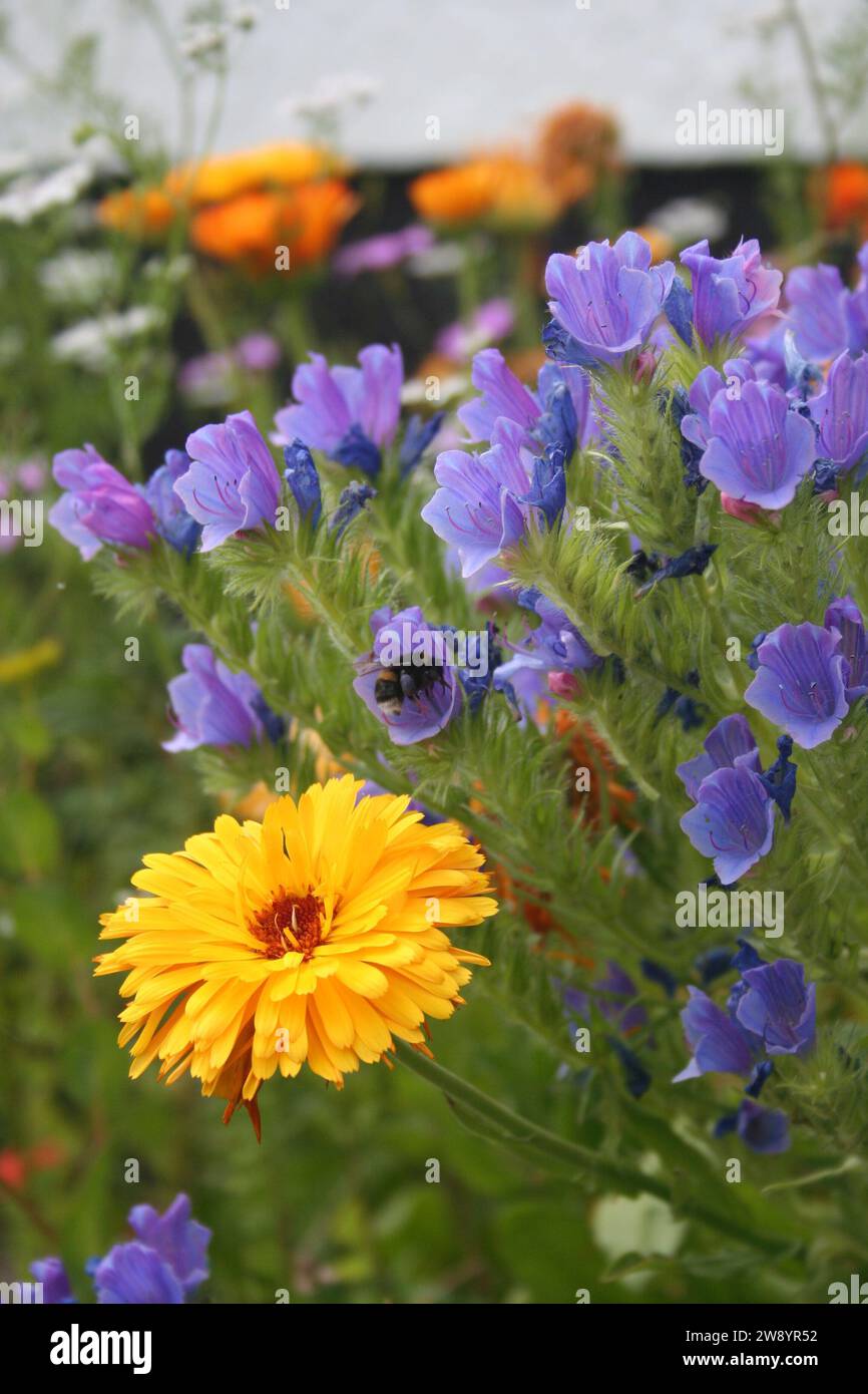 various wildflowers with calundula focus Stock Photo