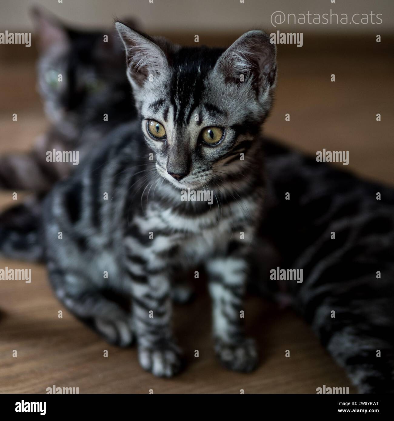 charcoal bengal kitten sitting next to her mother cat Stock Photo - Alamy
