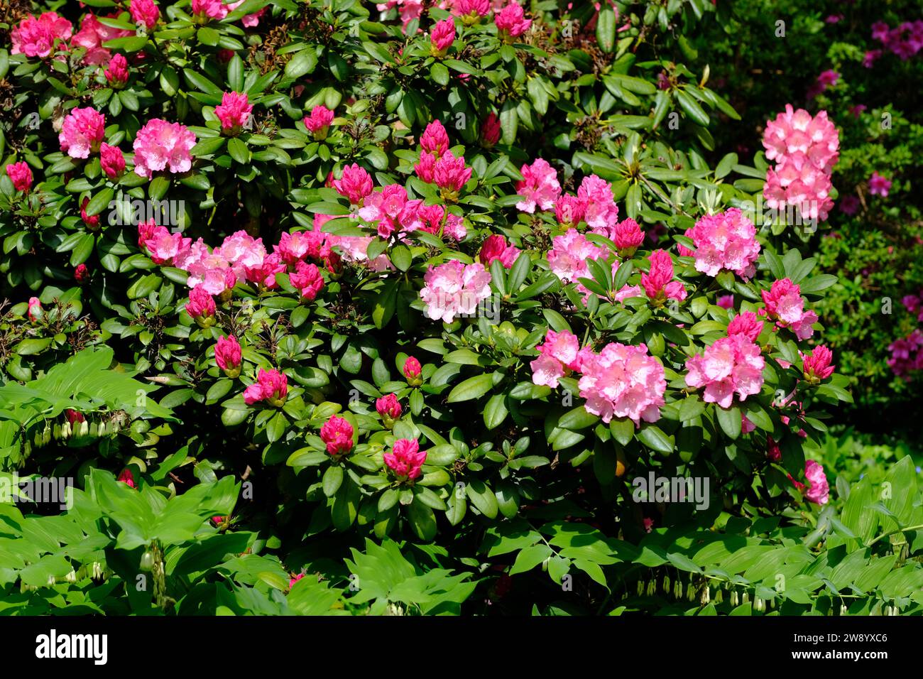 Rhododendron park germany hi-res stock photography and images - Alamy