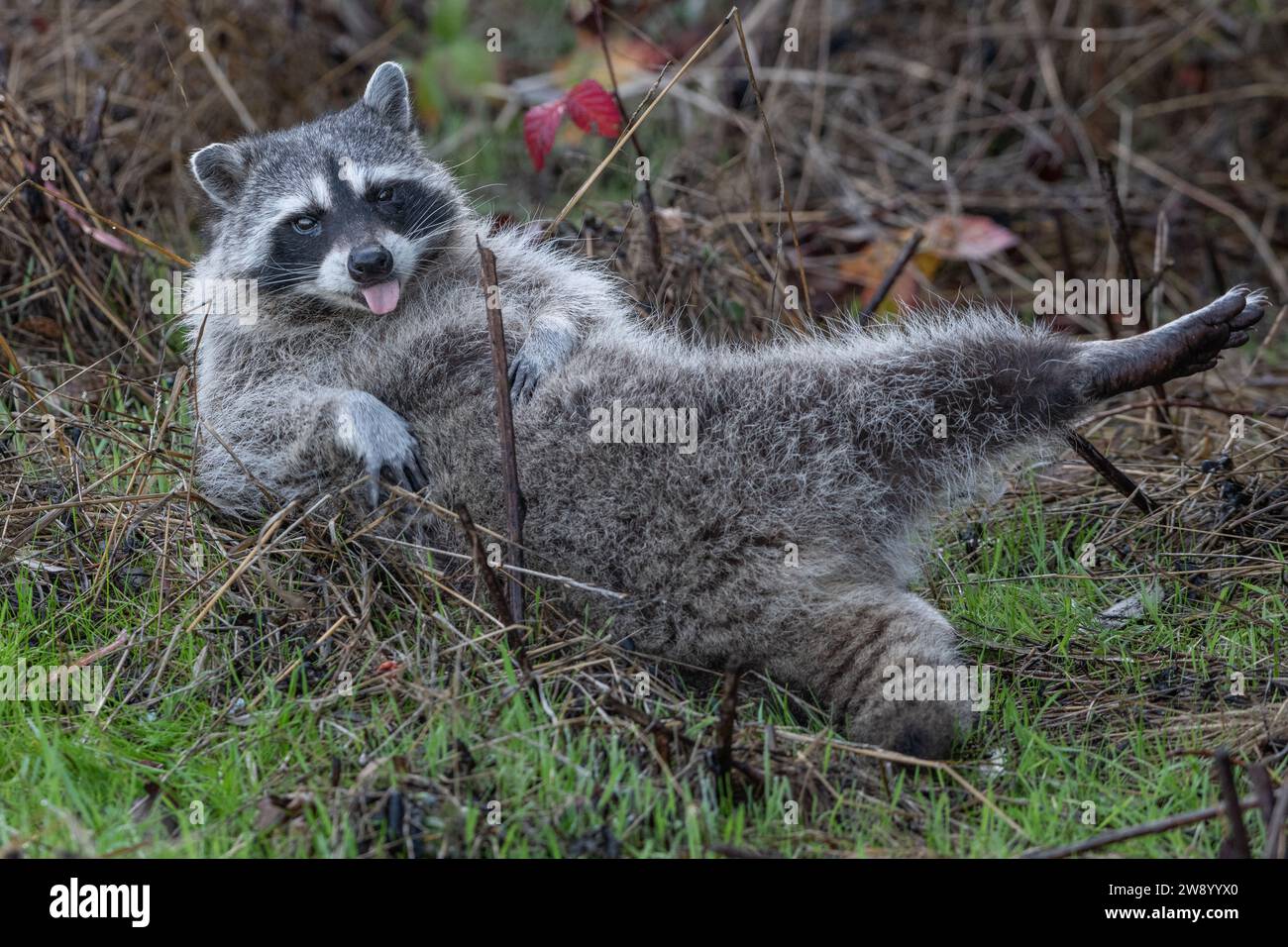 A raccoon, Procyon lotor, rolling over on its back and rubbing its belly with its tongue sticking out in California, USA. Stock Photo